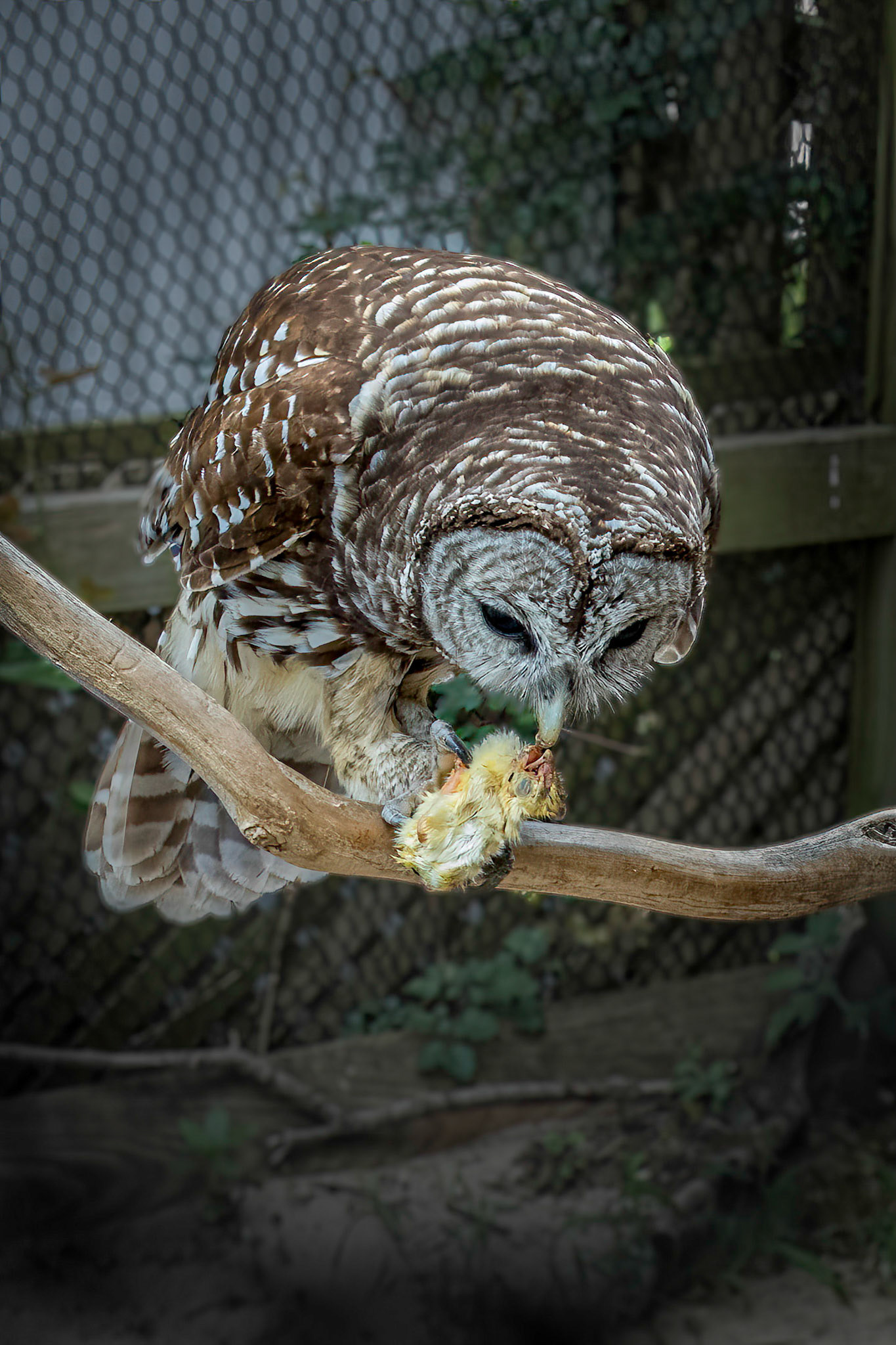 Barred owl 1, Sea Biscuit Wildlife Shelter