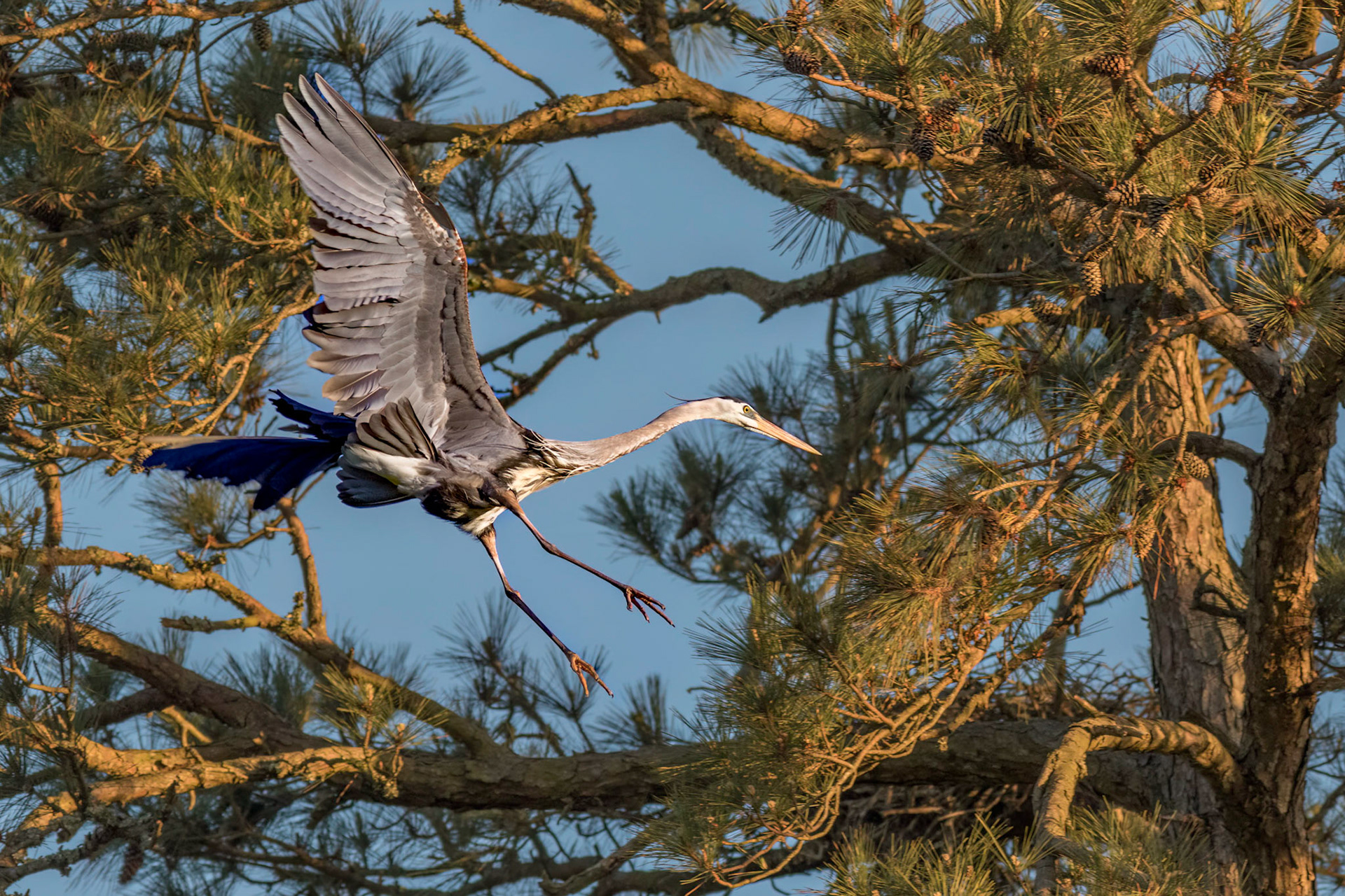 Rookery 63, Sea Trail