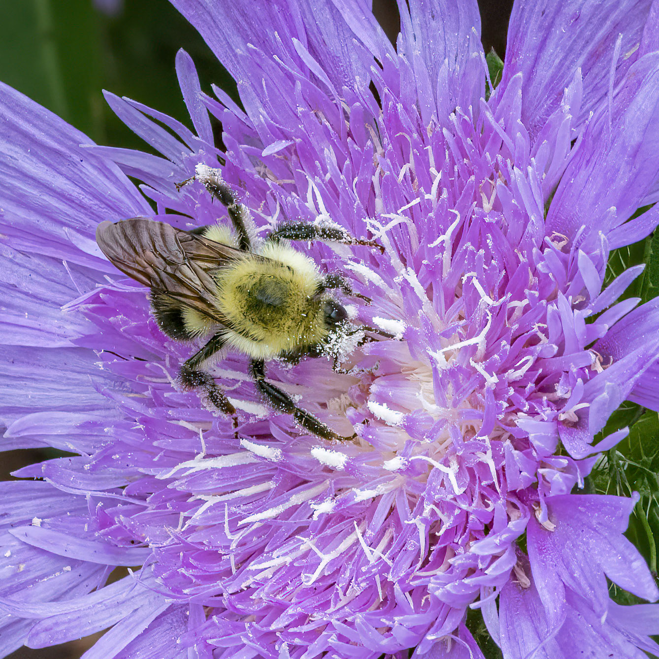 Aster 1, Brunswick County Botanical Gardens