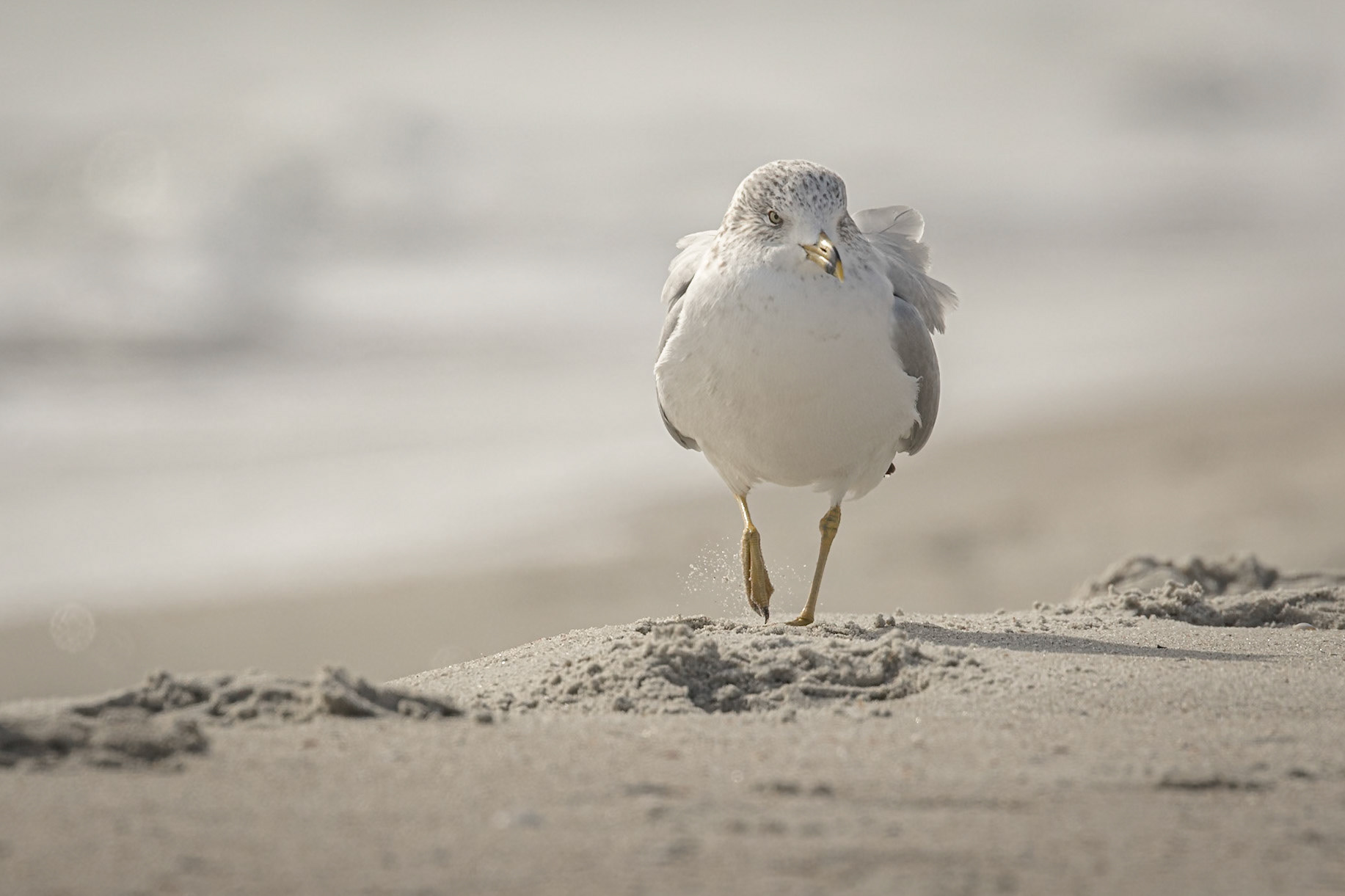 Ring billed gull 3, east end OIB