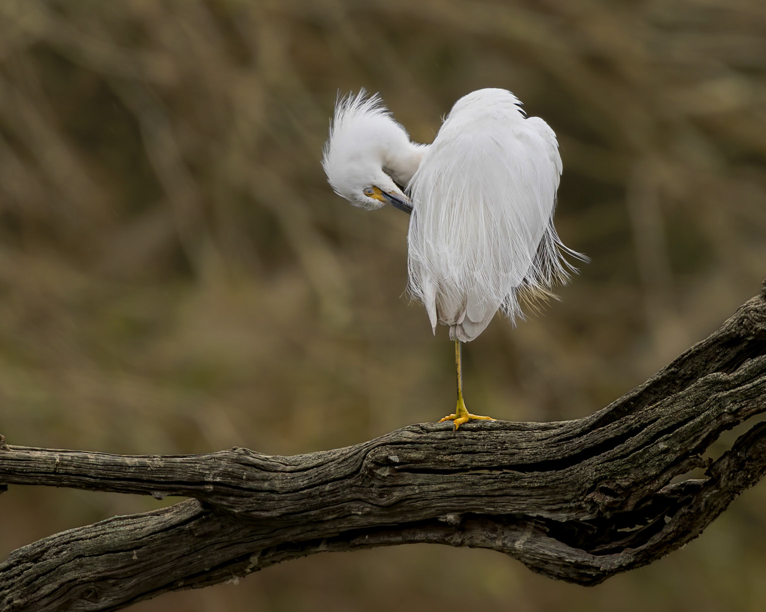 Snowy egret 23, Magnolia Cemetery