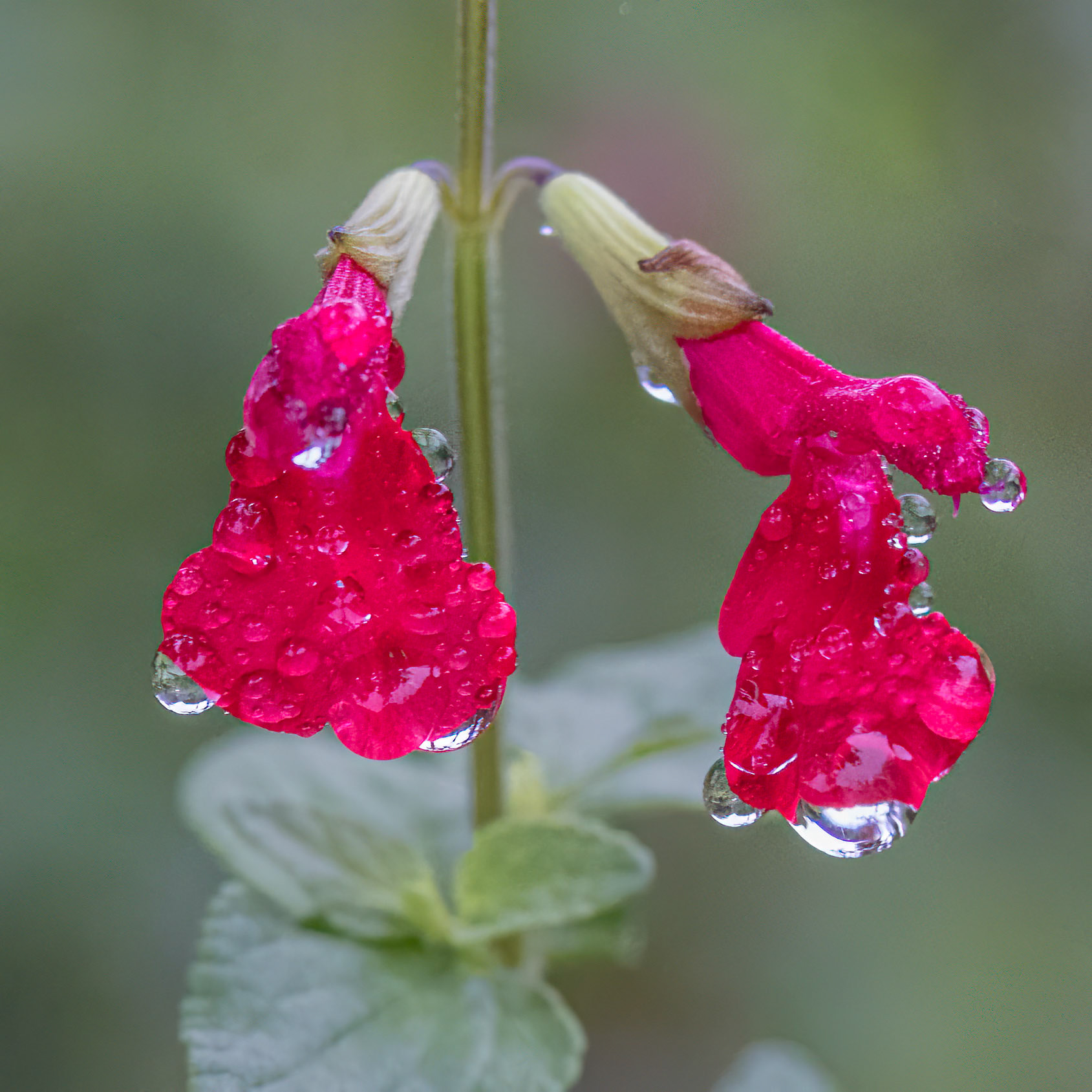 Hot lips salvia 4, Brunswick County Botanical Gardens