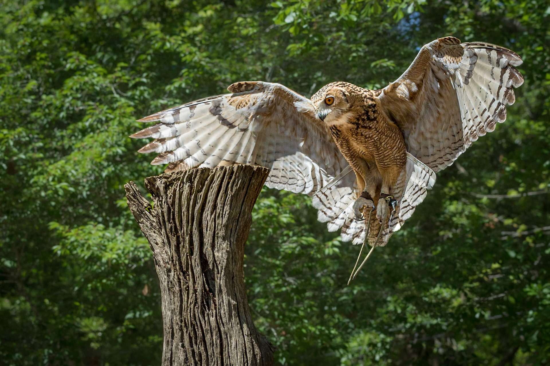 Dessert eagle owl 3, The Center for Birds of Prey, Awendaw, SC