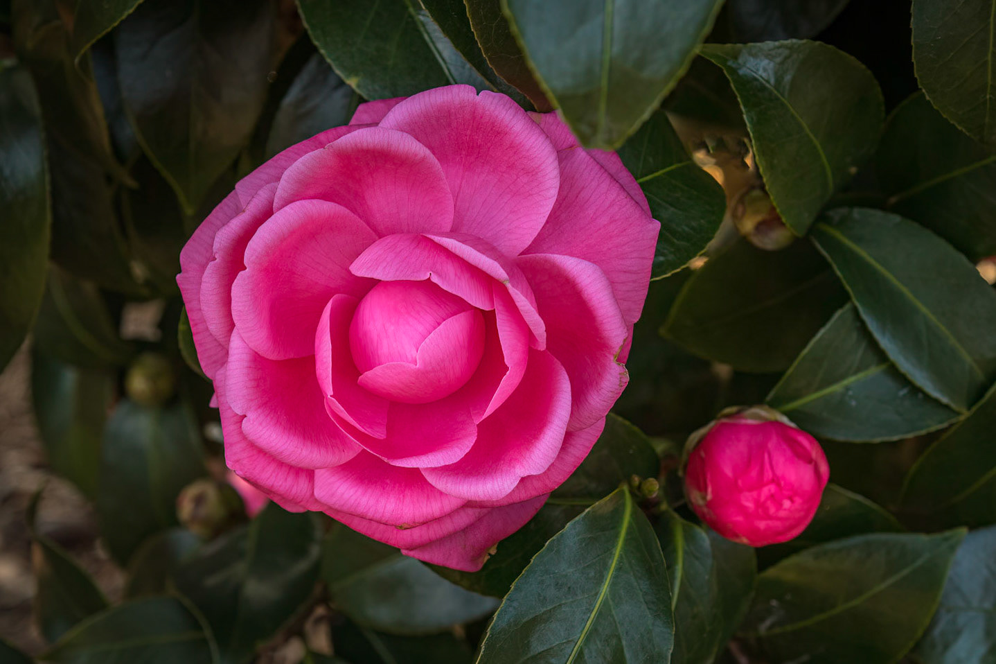 Camellia 9, New Hanover County Arboretum