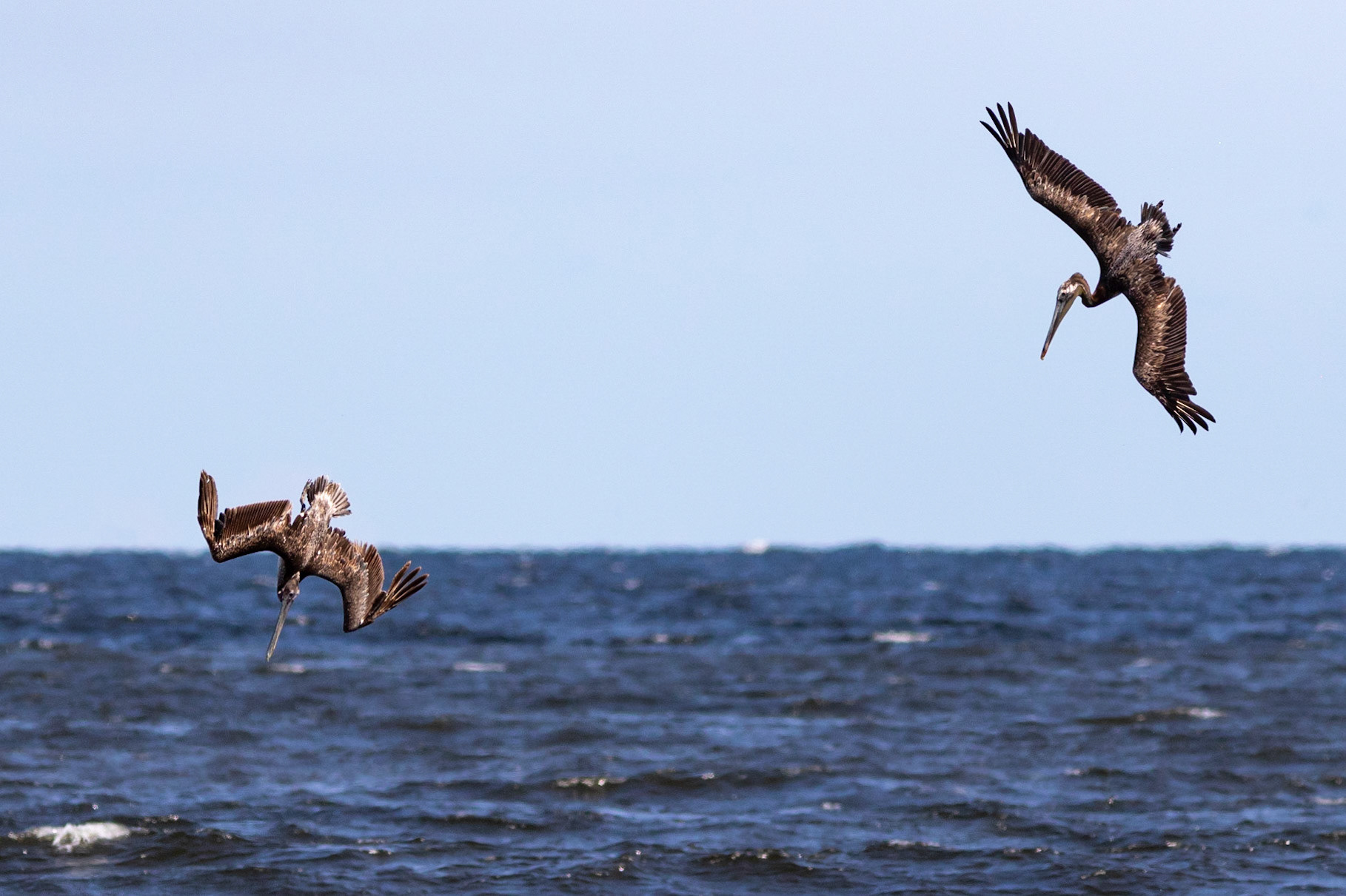 Pelicans Diving 10, OIB