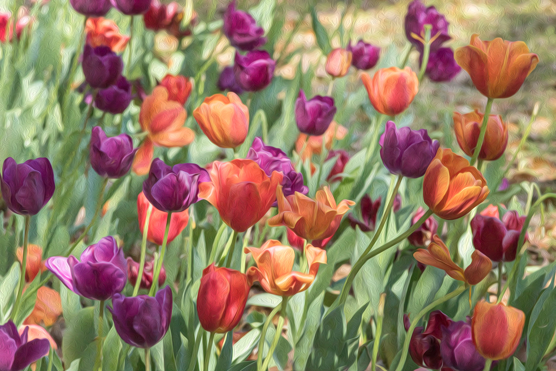 Tulips 7, Airlie Gardens, Wilmington