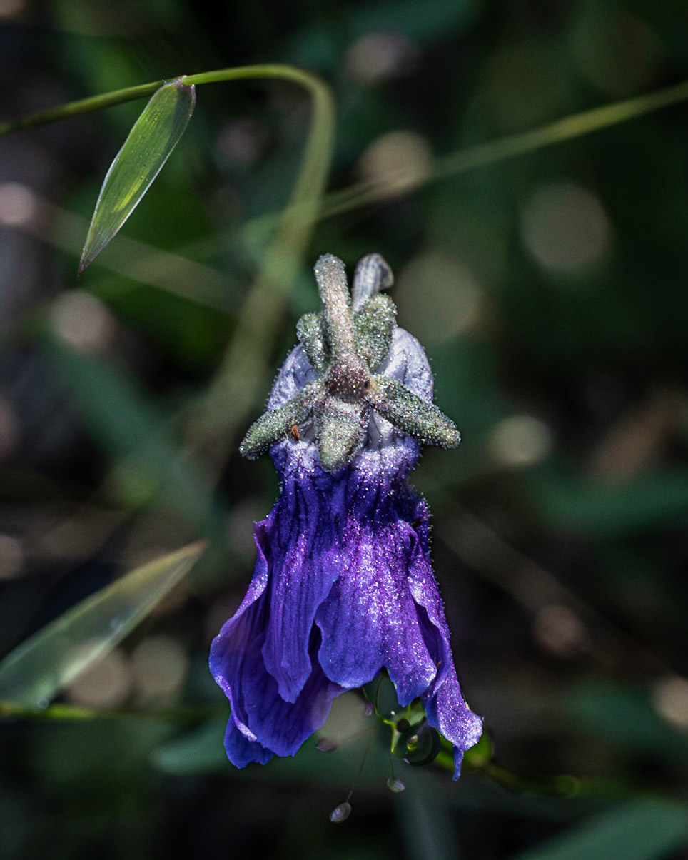 Violet butterwort 2, Green Swamp Preserve