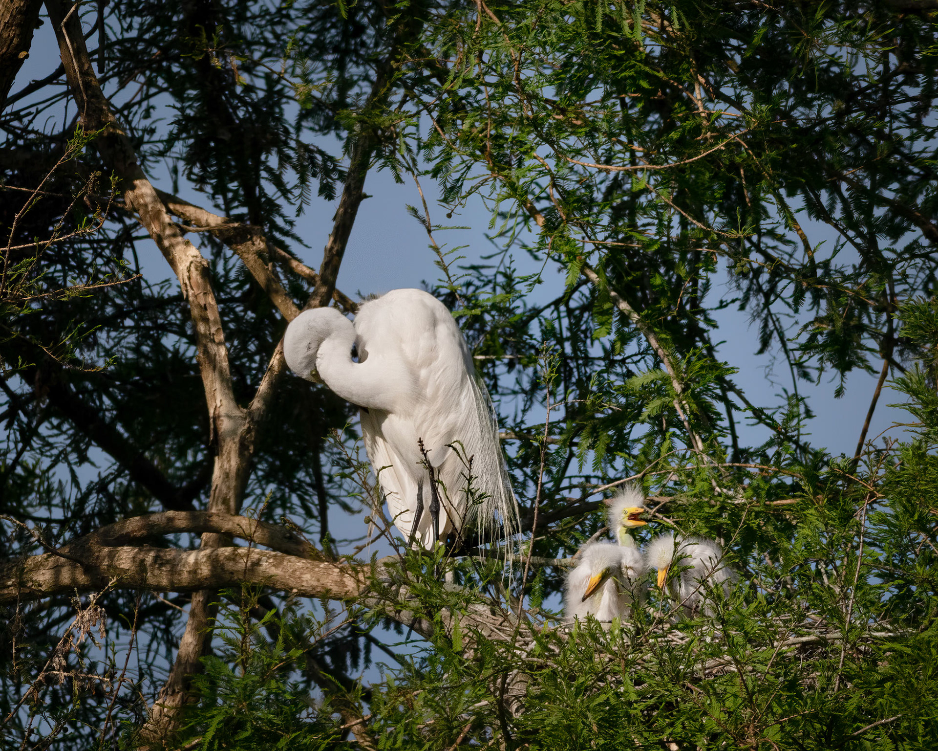 Great egret 54, Magnolia Plantation and Gardens, Audubon Swamp Garden, SCAIR 48