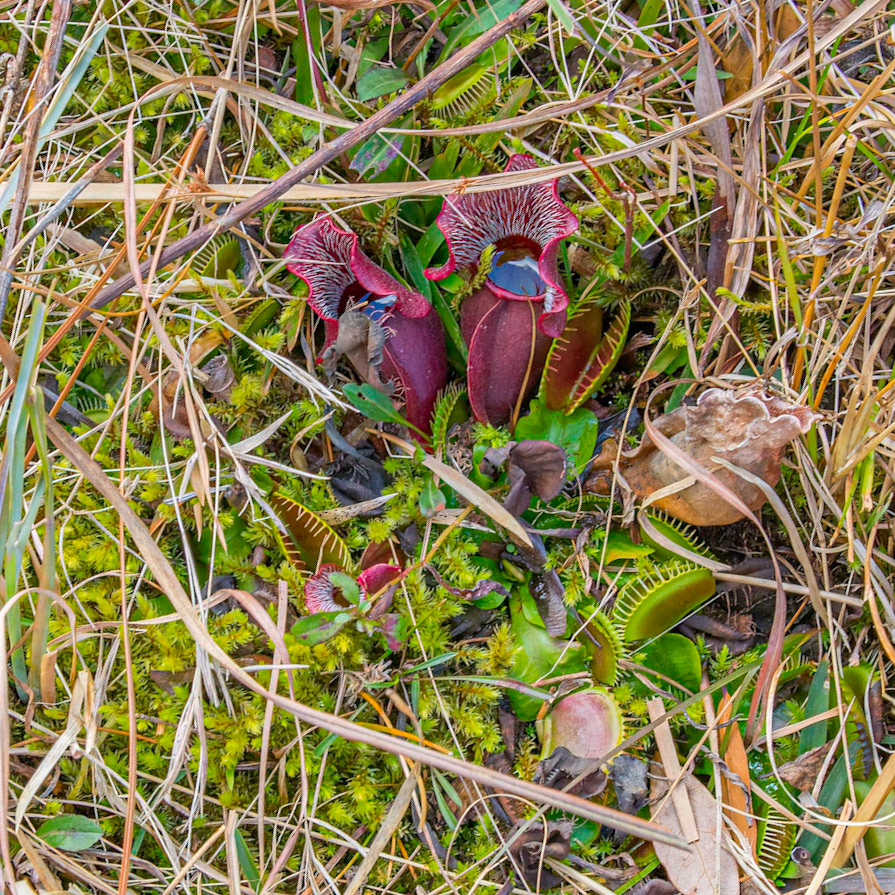 Purple pitcher plant 2 and venus flyrap, Piney Ridge Nature Preserve