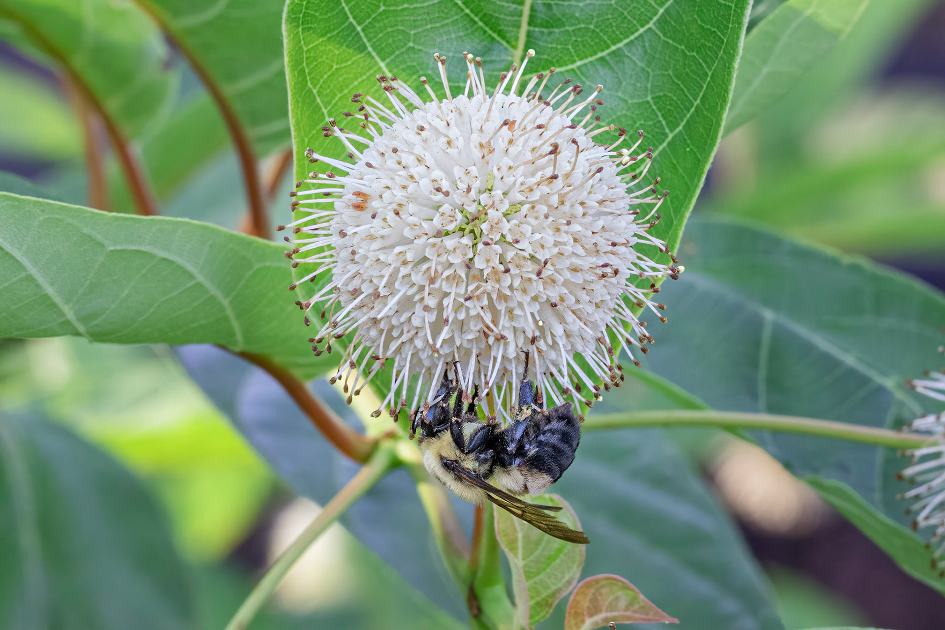 Buttonbush 1, Brunswick County Botanical garden