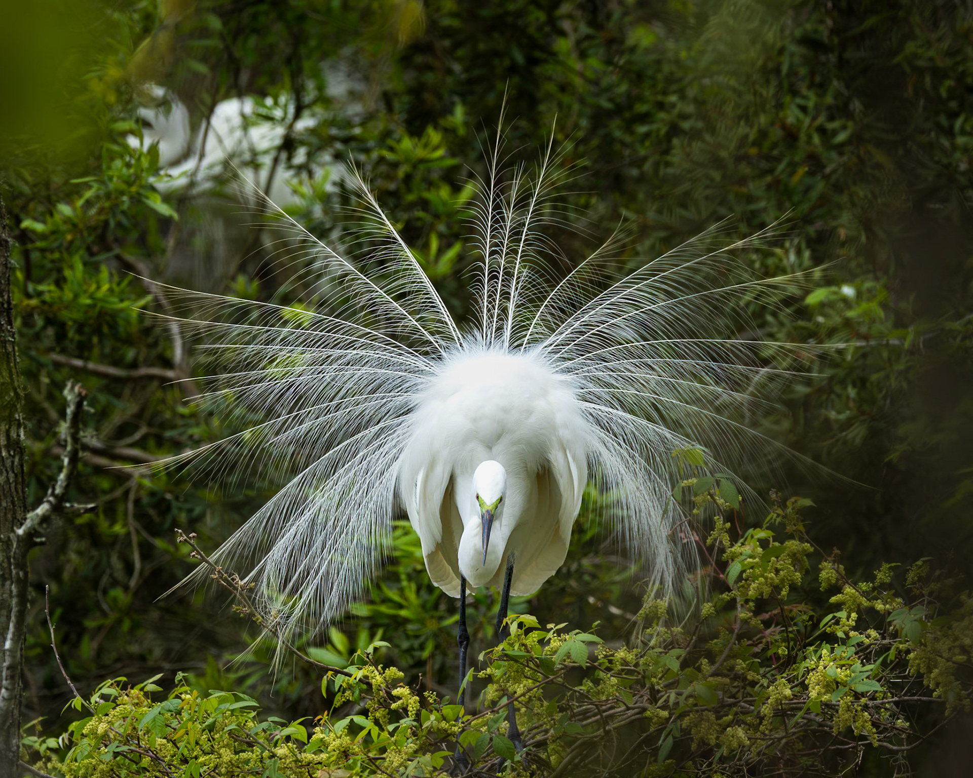 Great egret 64, Huntington Beach State Park, SC