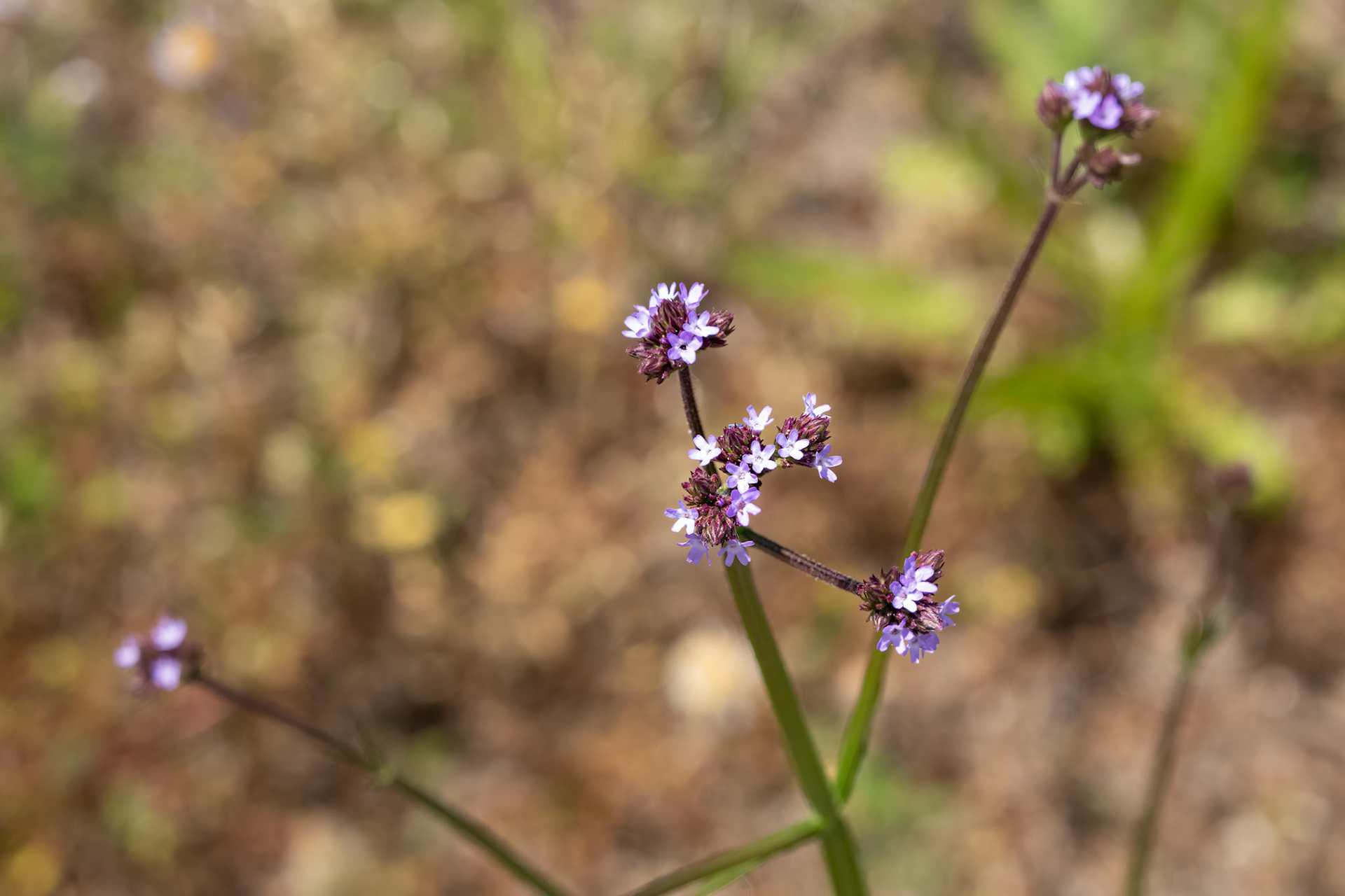 Wild Verbena, OIB East End