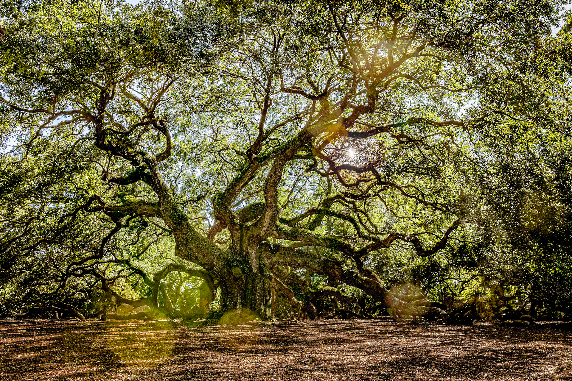 Angel Oak 1, Charleston, SC