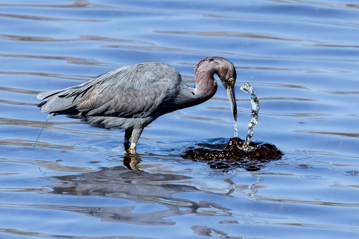 Little Blue Heron 29, Huntington Beach State Park, SC