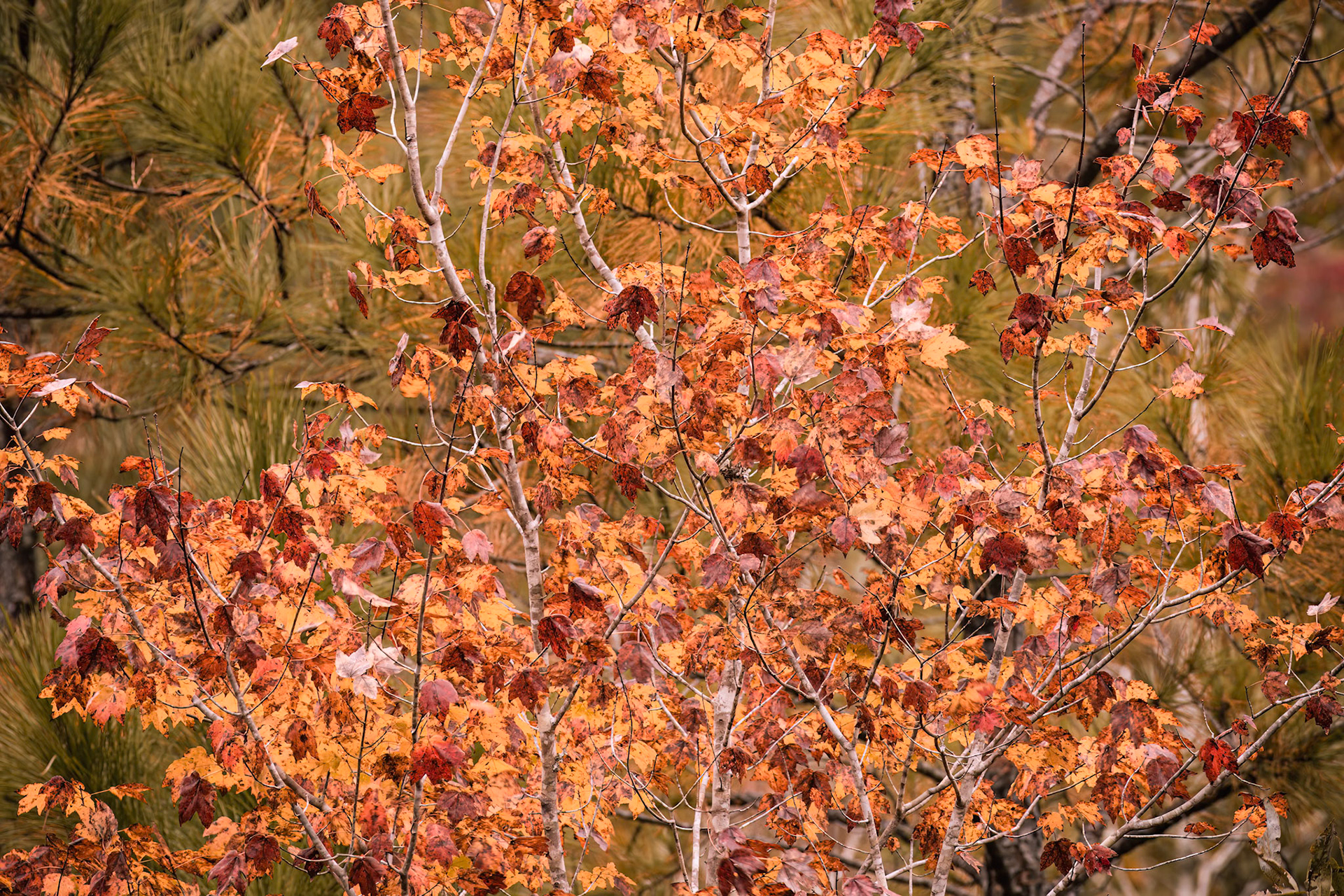 Fall leaves 1, Near Green Swamp Preserve