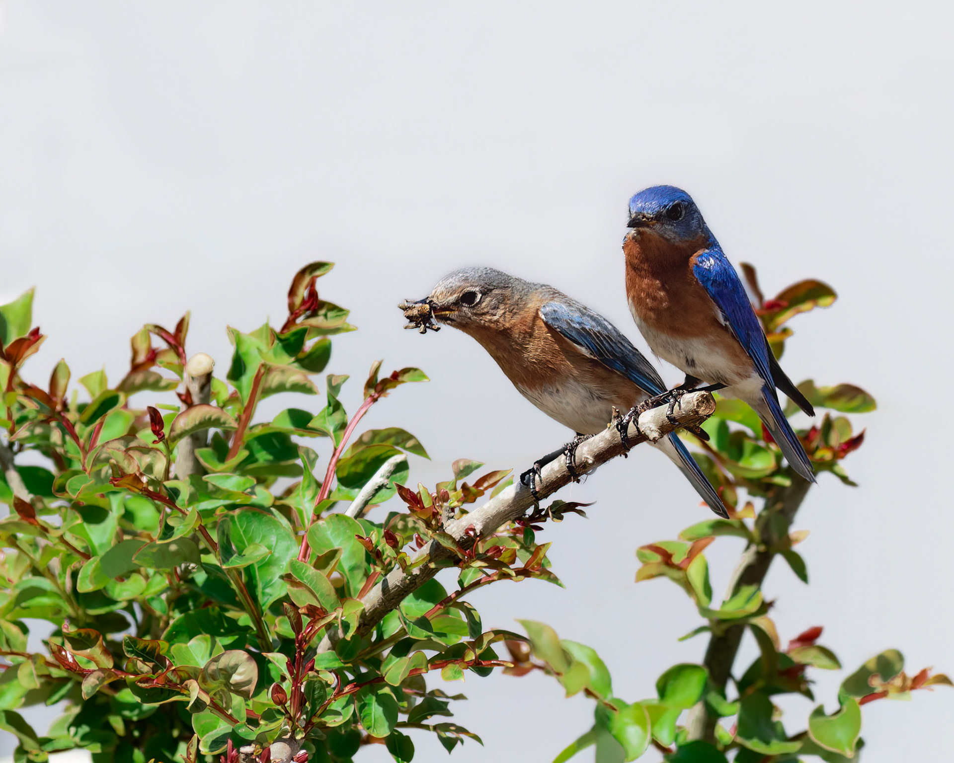 Eastern bluebirds 40, OIB