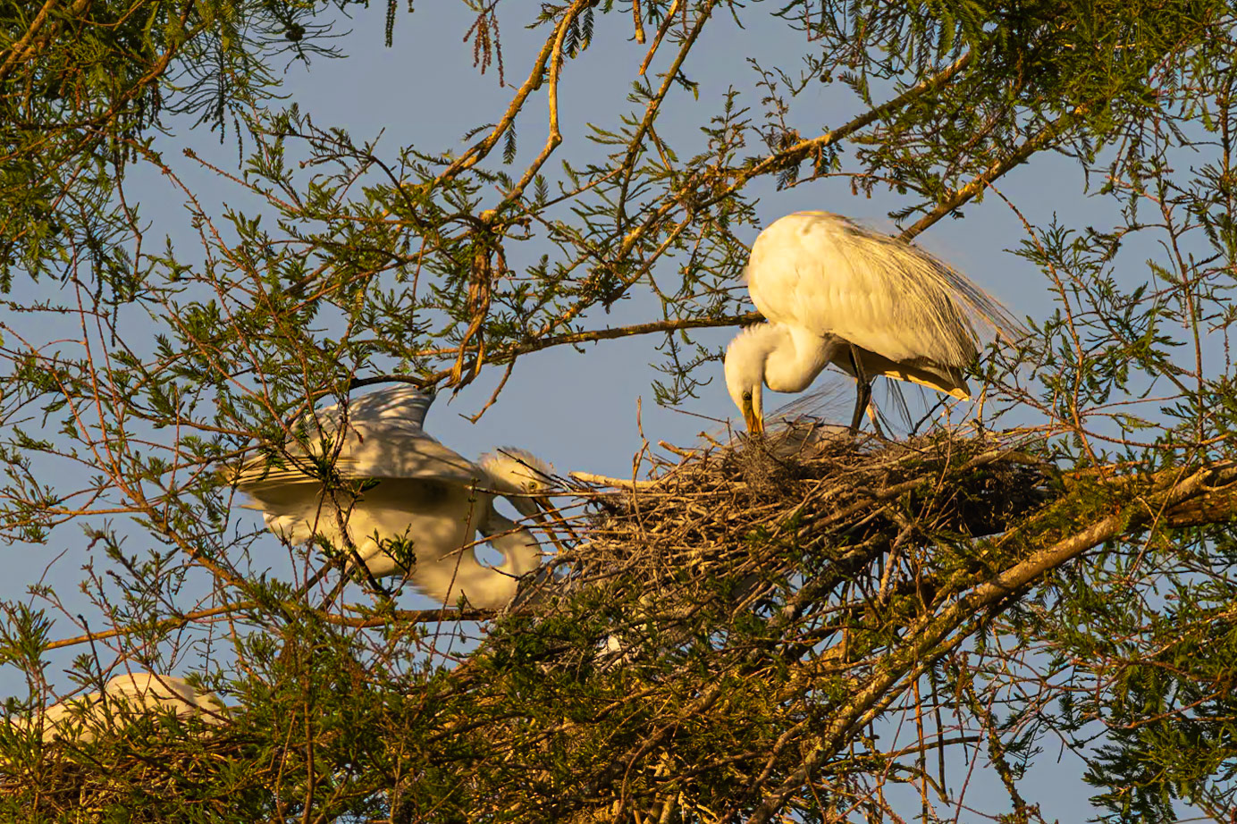 Great egret 61, Magnolia Plantation and Gardens, SCAIR 19