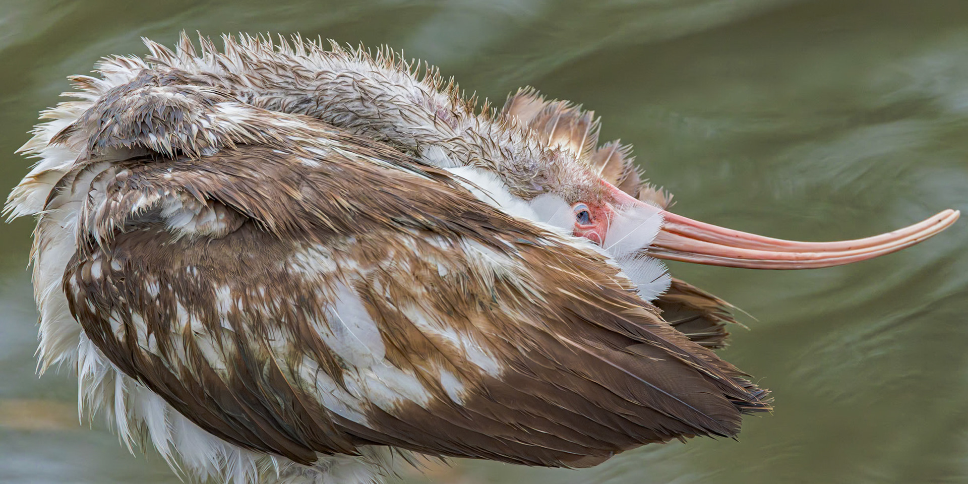 White ibis - immature 10, Magnolia Cemetery