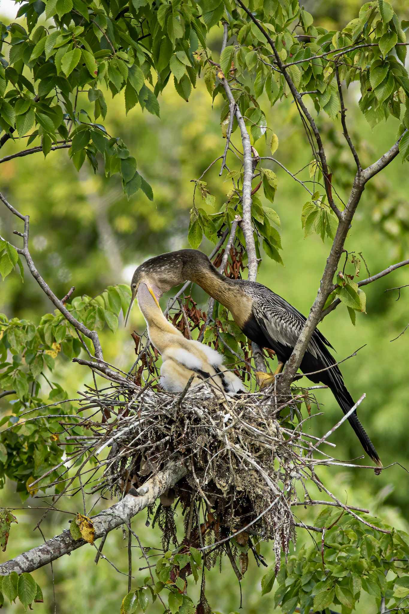 Anhinga nest 40, Sea Trail, Week of August 1, Nest 2