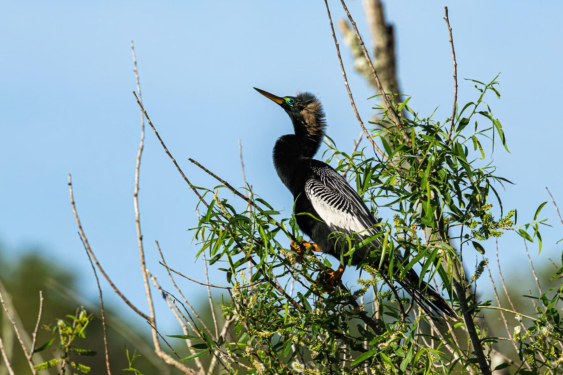 Anhinga 33, Huntington Beach State Park