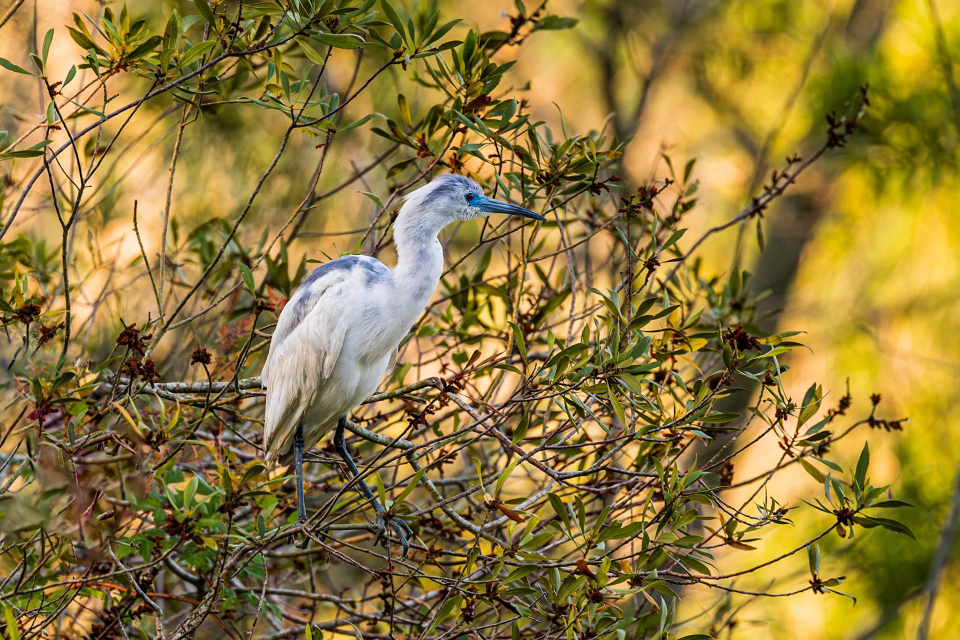 Little blue heron 40, Huntington Beach State Park, SC
