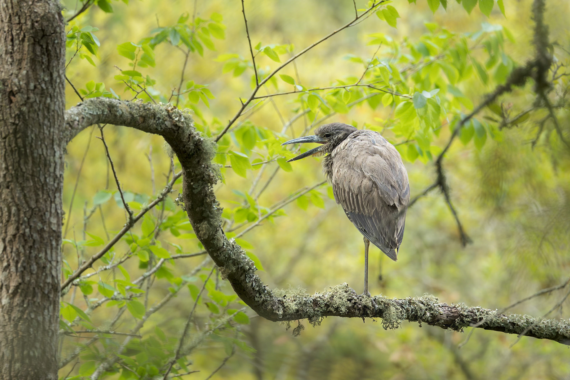 Black crowned night heron 11, Huntington Beach State Park, SC