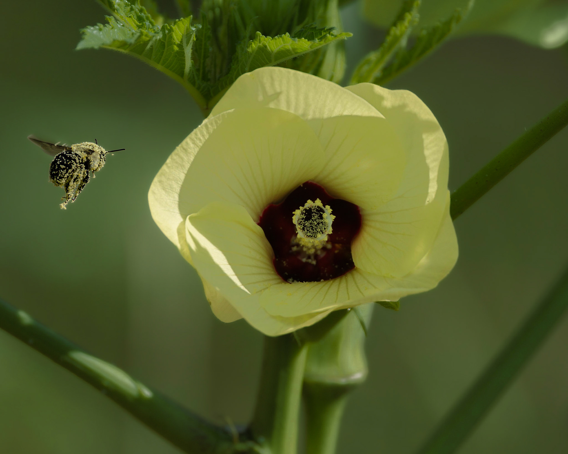 Okra bloom 1, Brunswick County Botanical Gardens