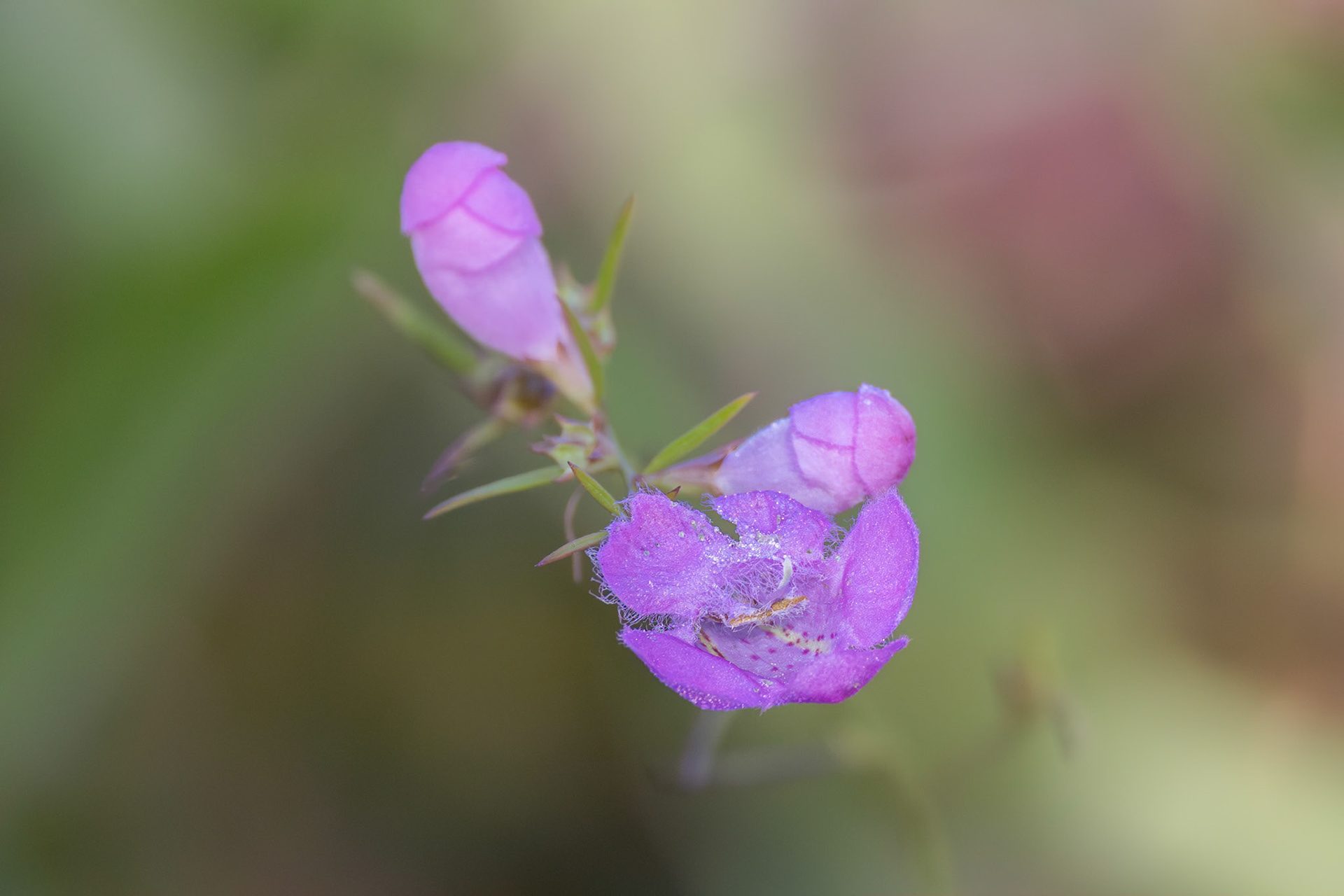 Flaxleaf false foxglove 3, Green Swamp Preserve