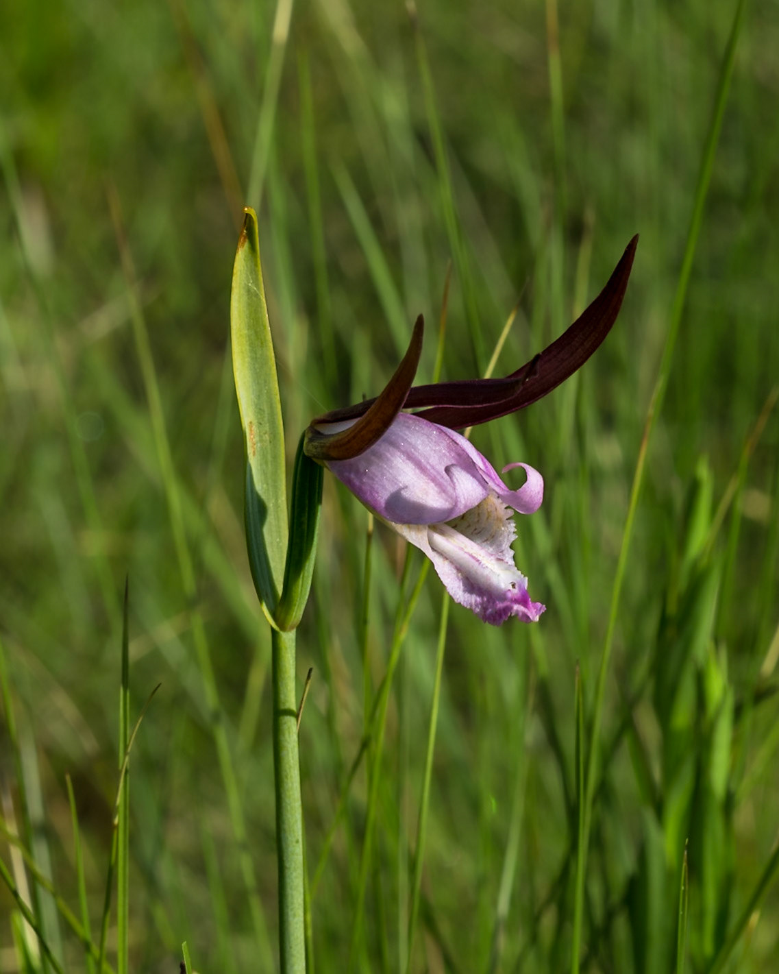 Coastal plain spreading pogonia  orchid 7, Green Swamp Preserve