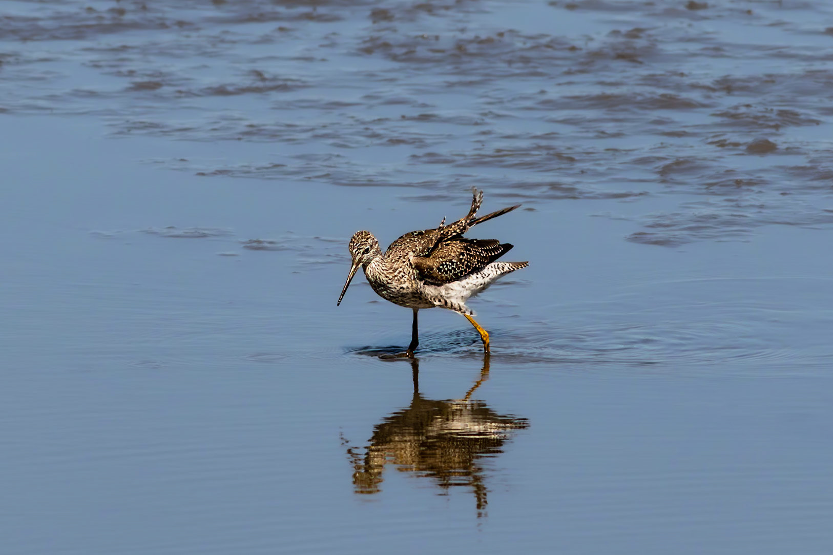 Greater yellowlegs 2, Donelly WMA2, SCAIR 5