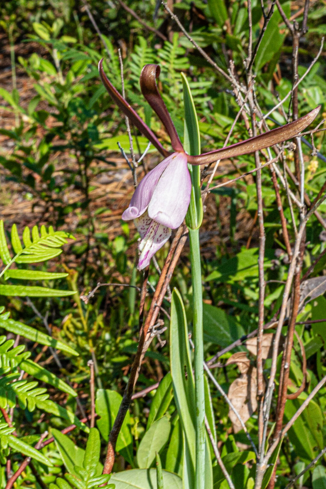 Coastal plain spreading pogonia  orchid 2, Green Swamp Preserve
