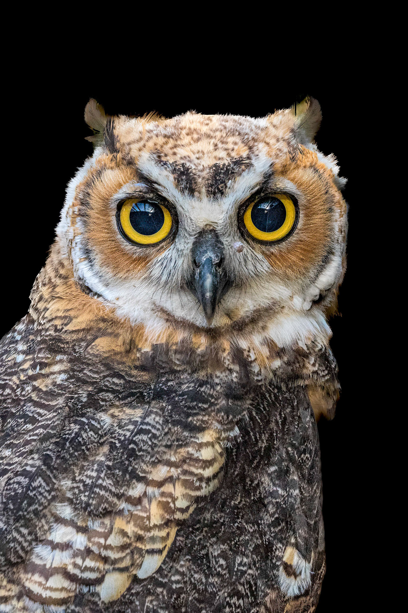 Hootsie 8, Great Horned Owl Juvenile, Sea Biscuit Wildlife Shelter