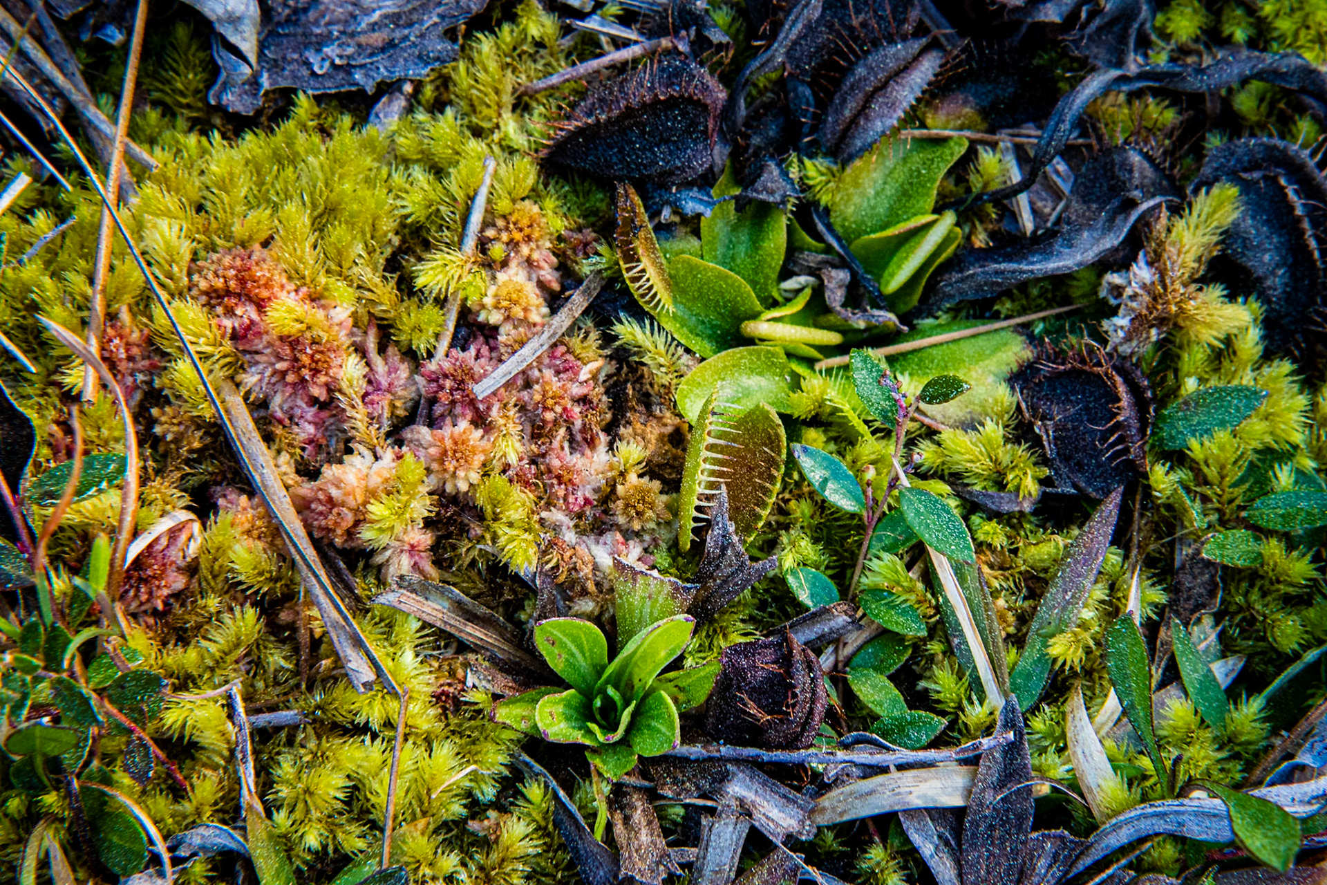 Venus flytrap 9, Green Swamp Preserve