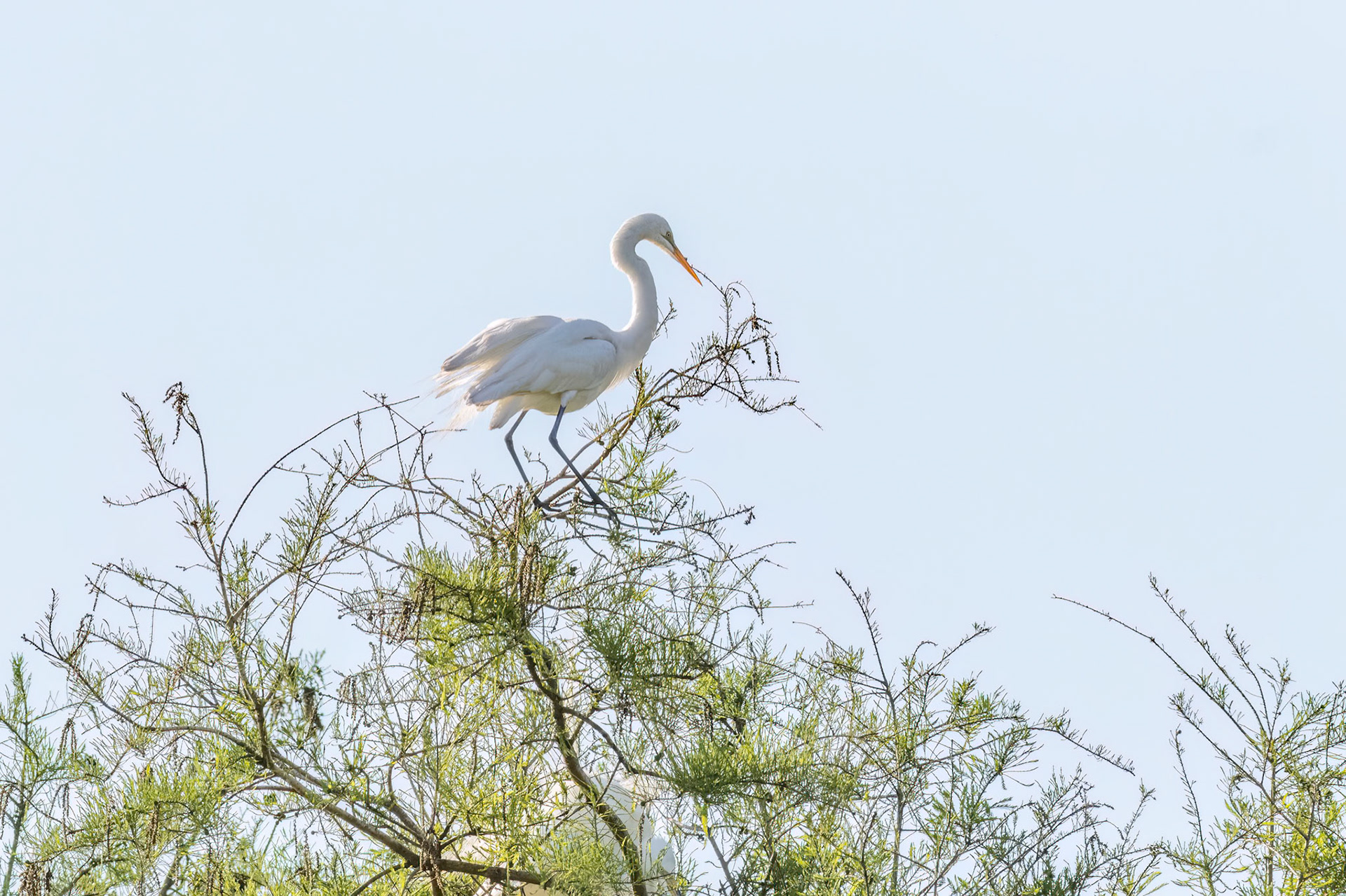 Great egret 50, Magnolia Plantation and Gardens, Audubon Swamp Garden, SCAIR 52