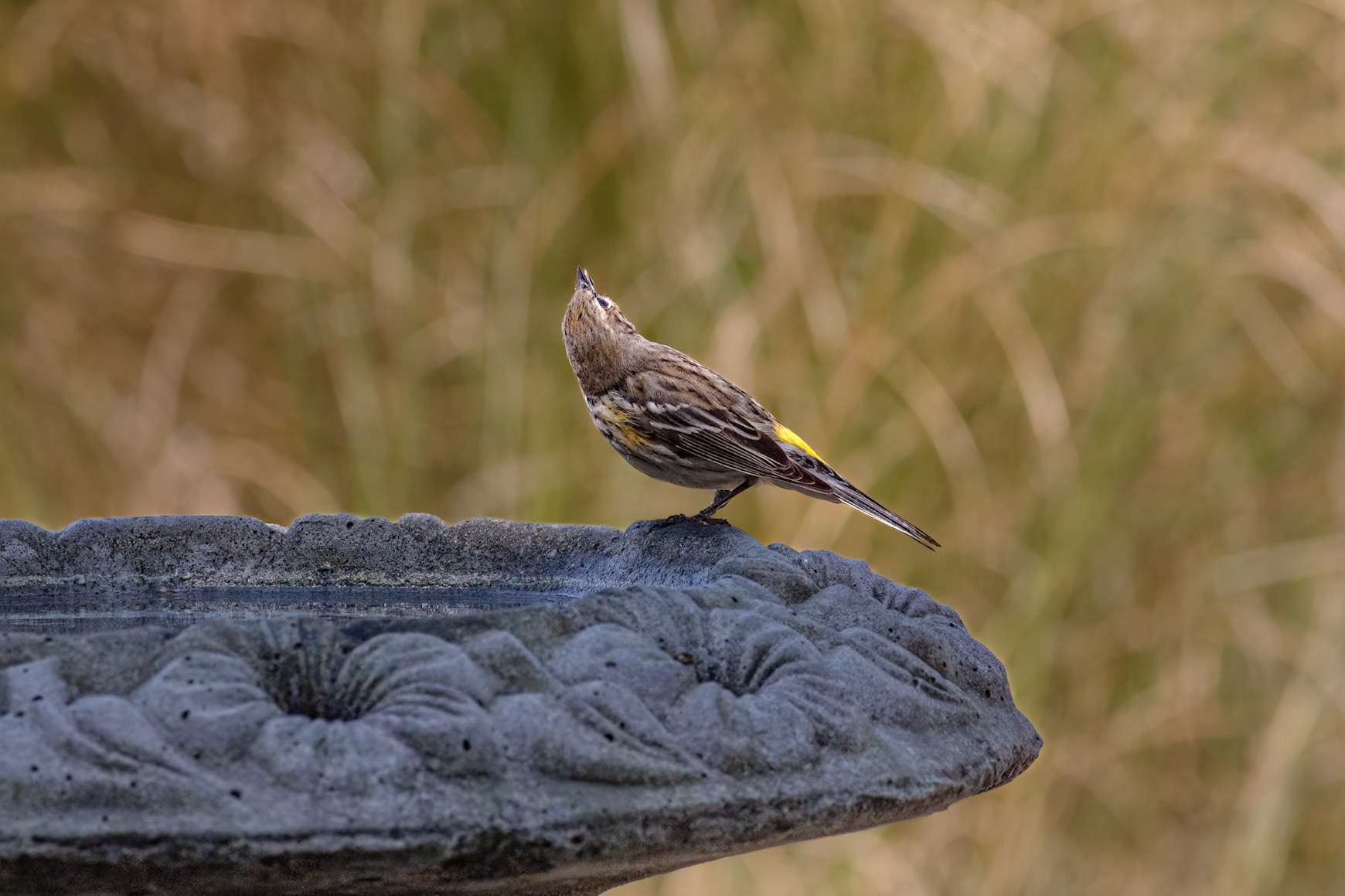 Yellow rumped warbler 1, Huntington Beach SC