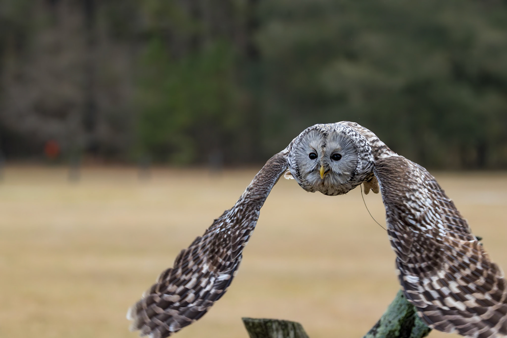 Ural Owl 5, Center for Birds of Prey, Awendaw, SC