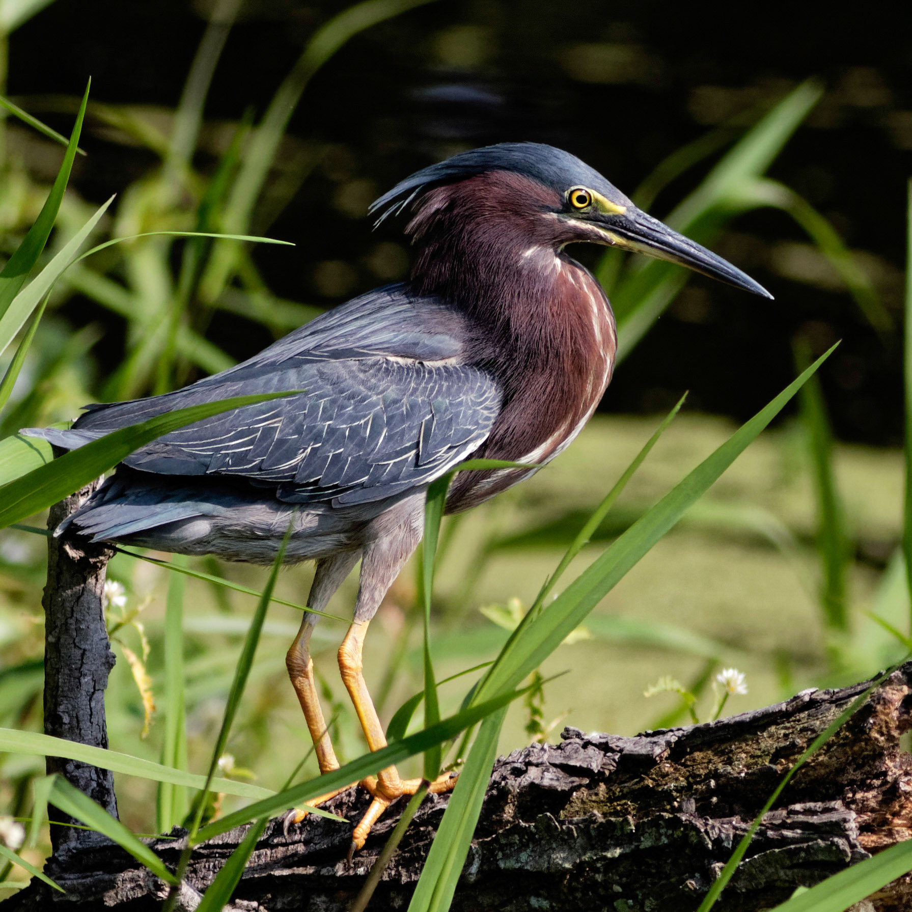 Green Heron 8, Sea Trail