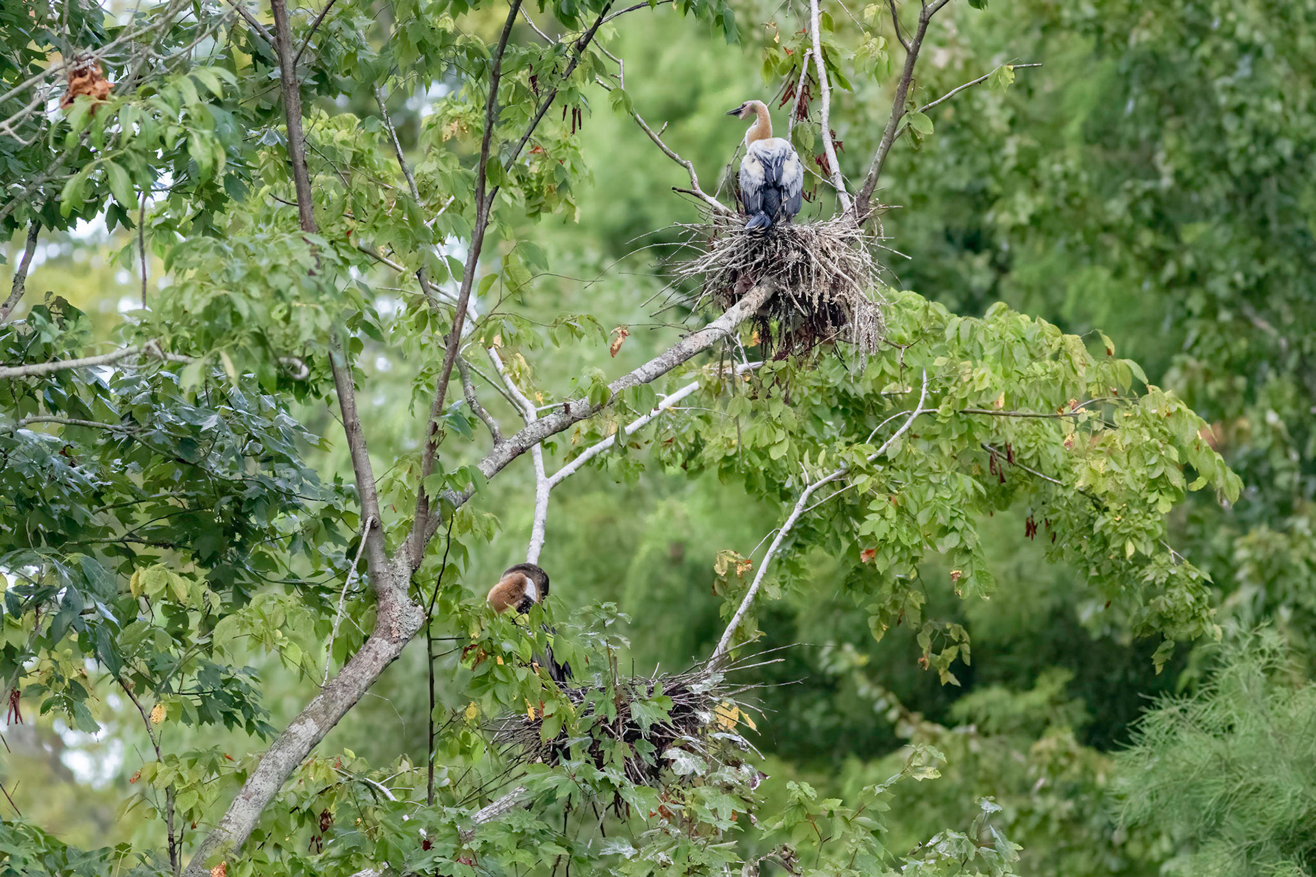 Anhinga nest 51, Sea Trail, Week of August 15, Nest 2