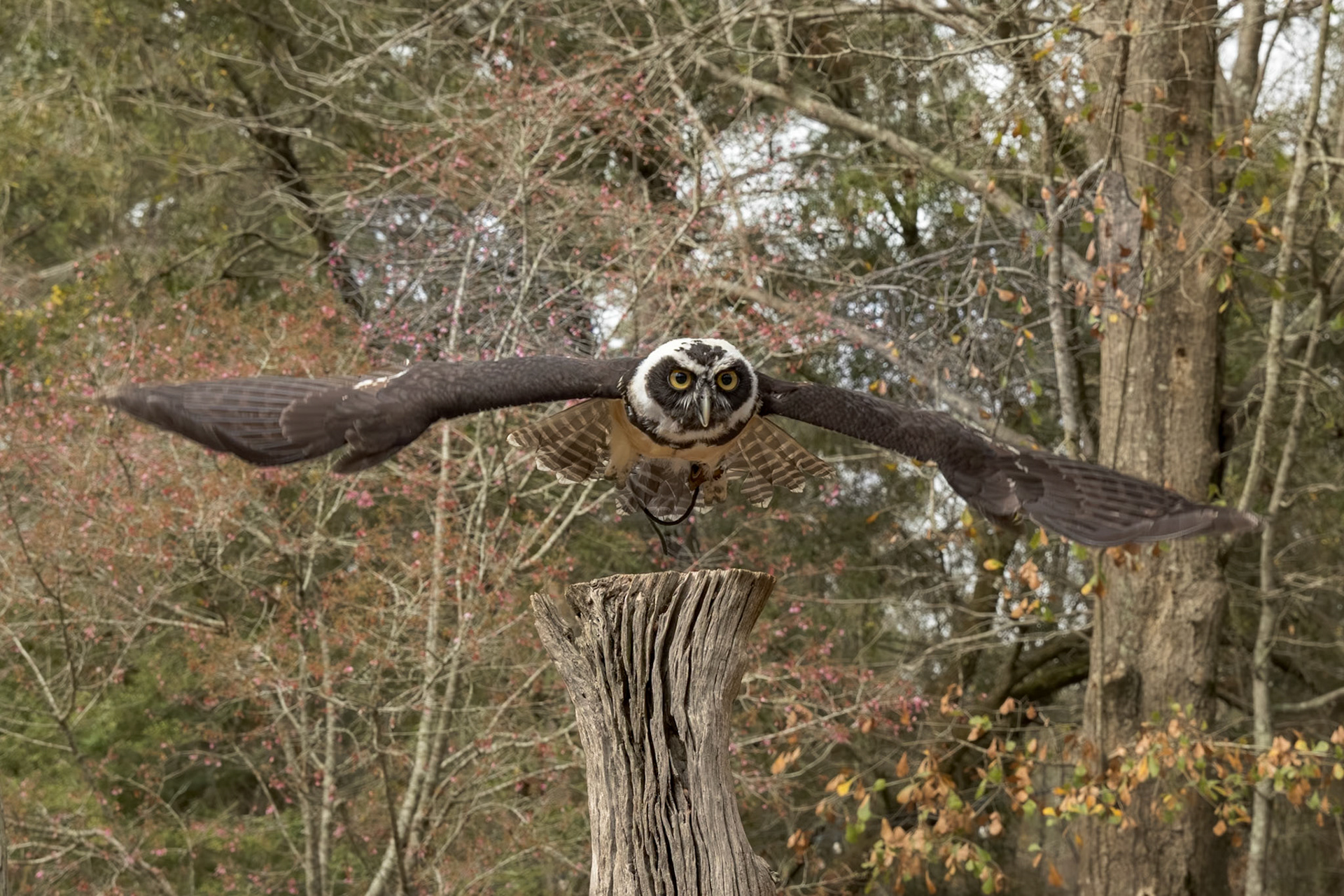 Spectacled owl immature 6, Center for Birds of Prey, Awendaw, SC