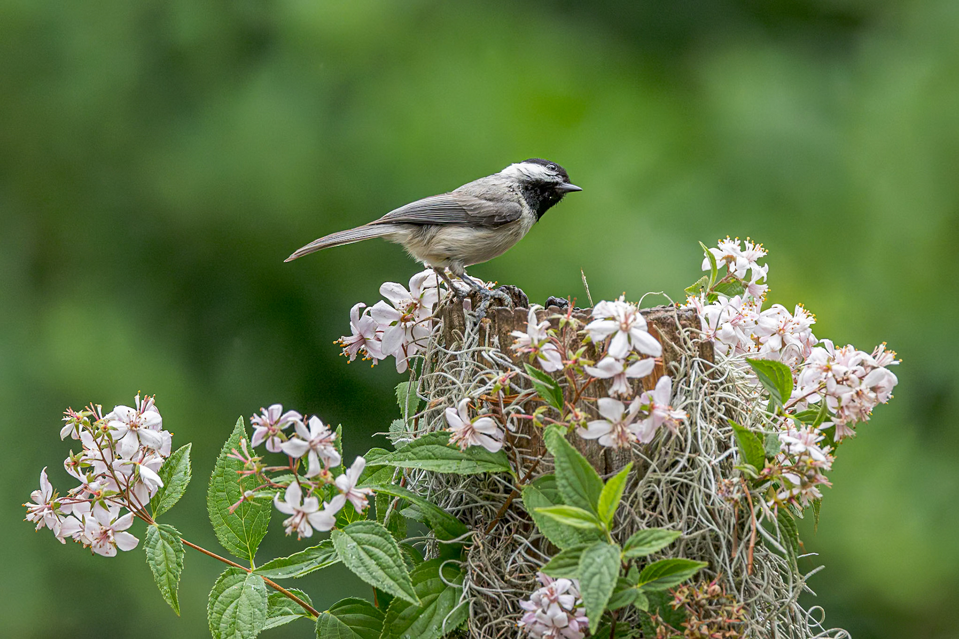 Carolina chickadee 2, The Nut House, Clemson, SC