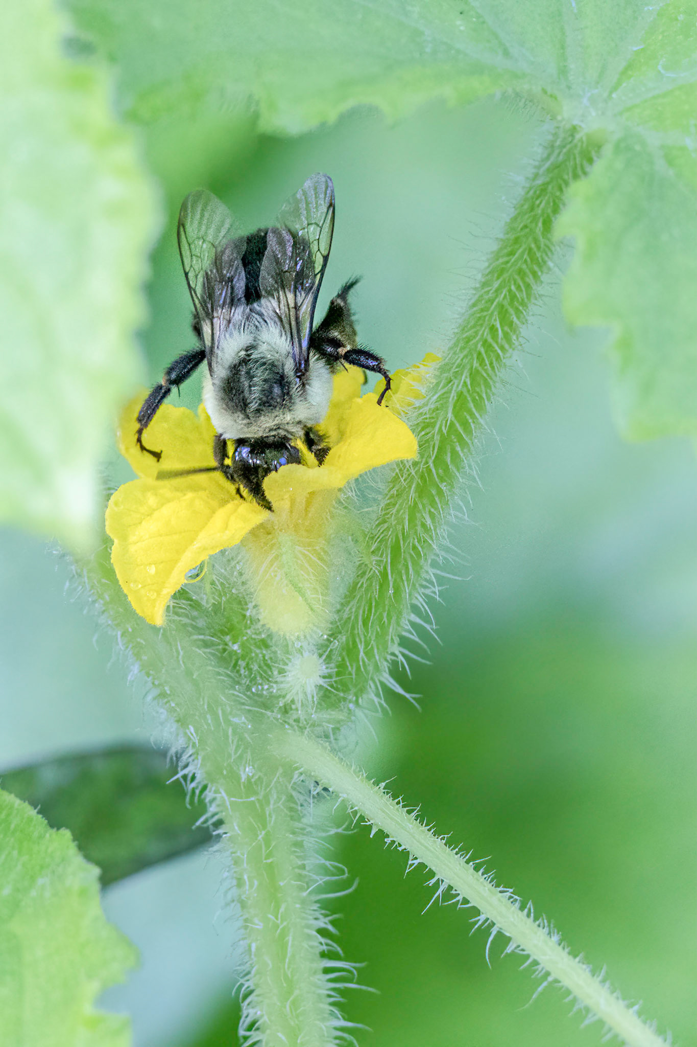 Cucumber 1,Brunswick County Botanical Gardens