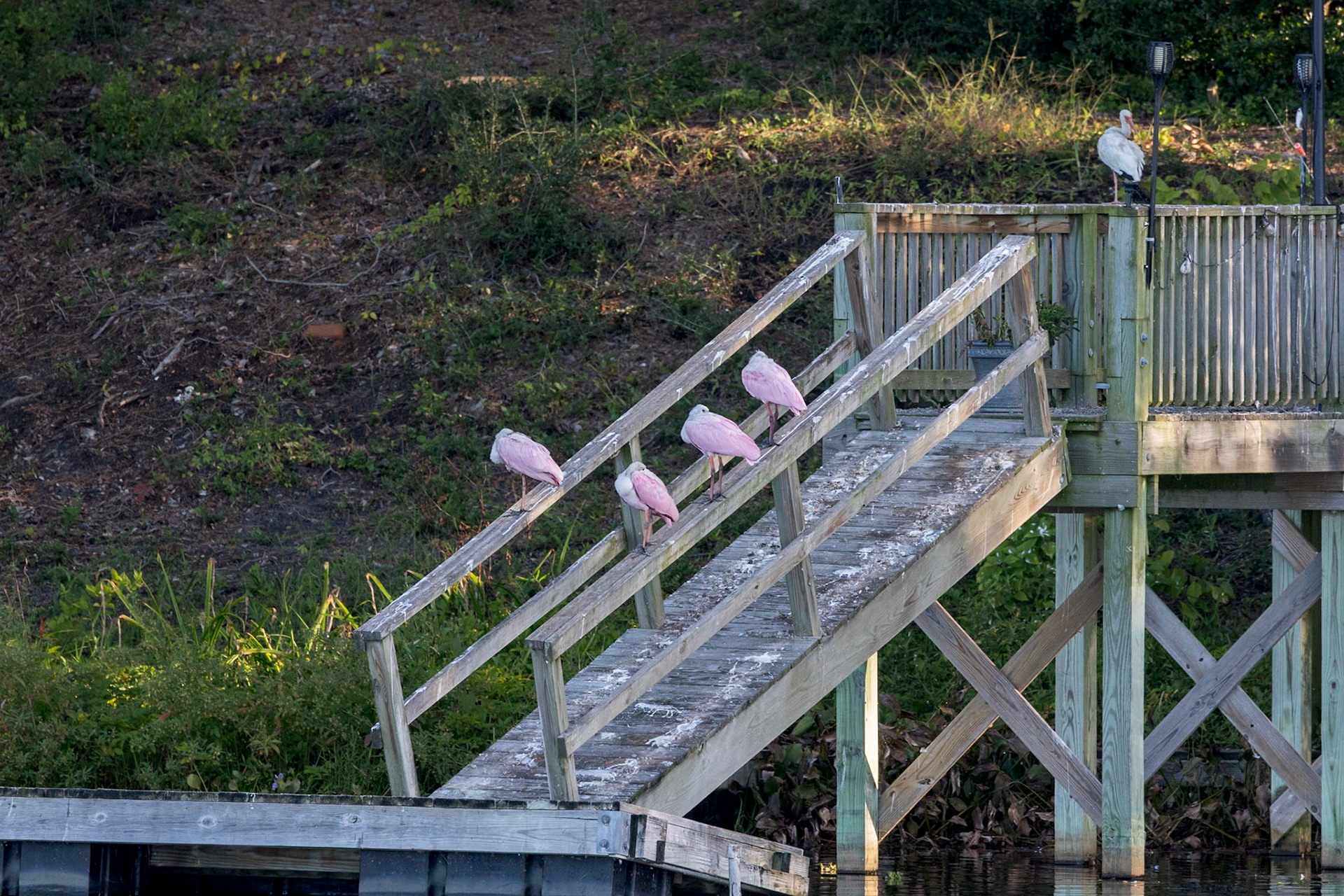 Roseate Spoonbliis, Carl Bazemore Bird Walk, Sunset Beach