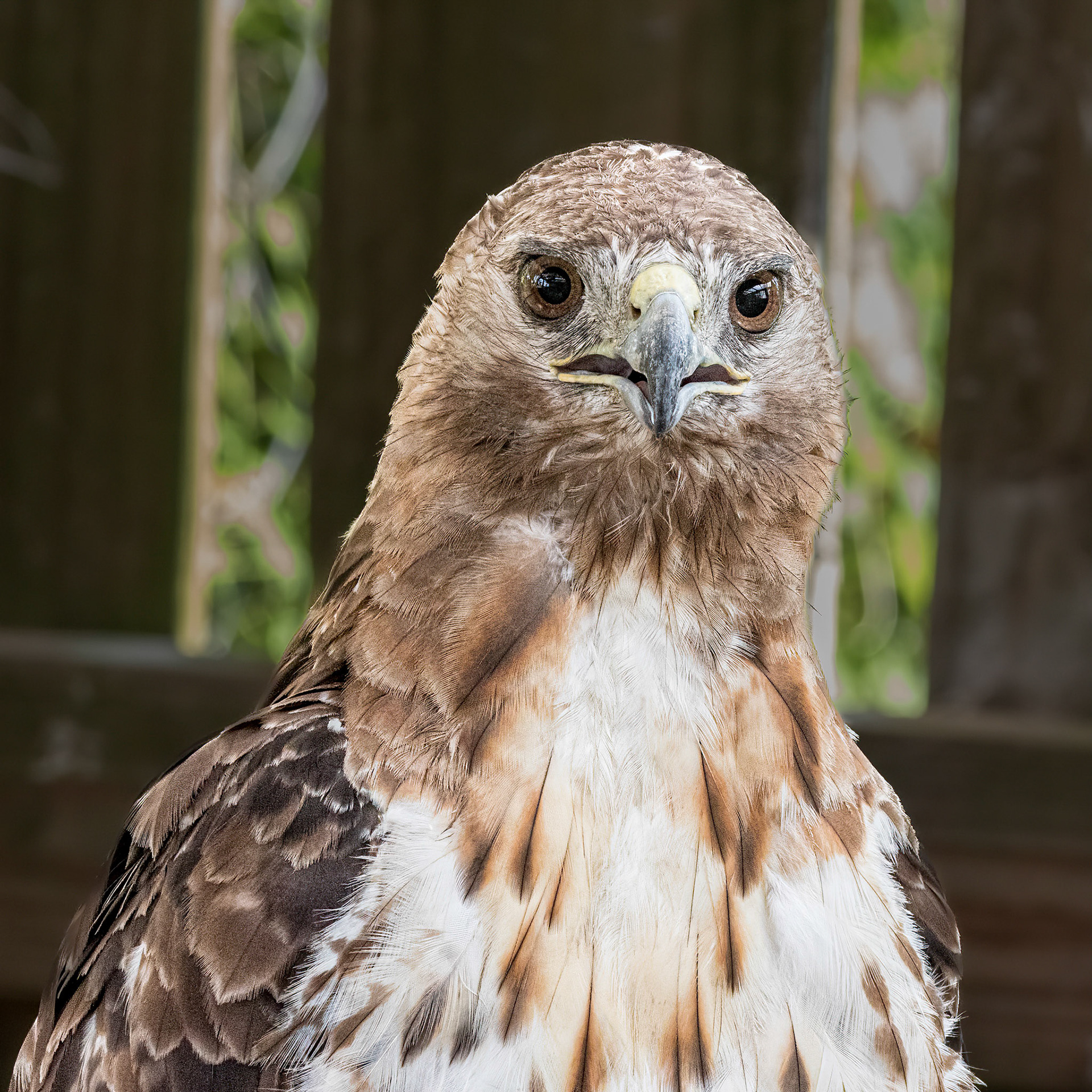 Red tailed hawk 1, Sea Biscuit Wildlife Shelter