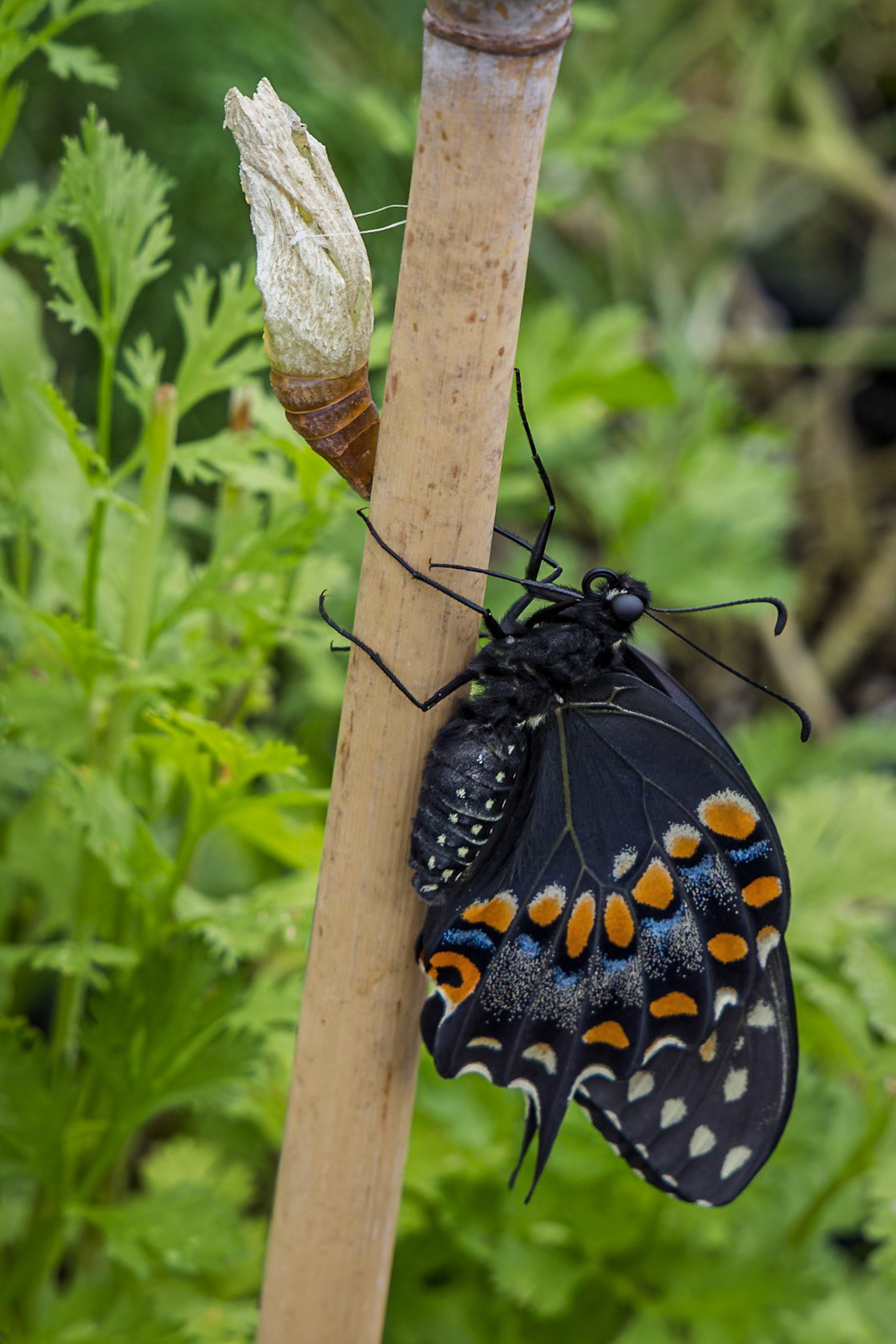 Black swallowtail hatching 8, Private home in Calabash, NC