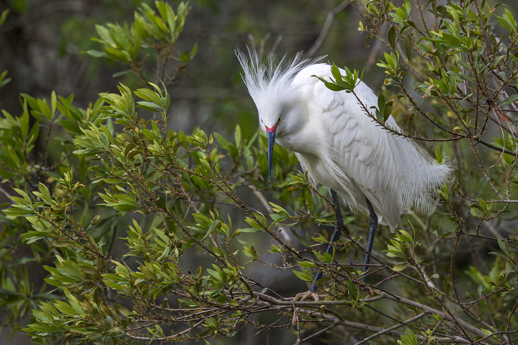Snowy egret 31, Huntington Beach State Park, SC