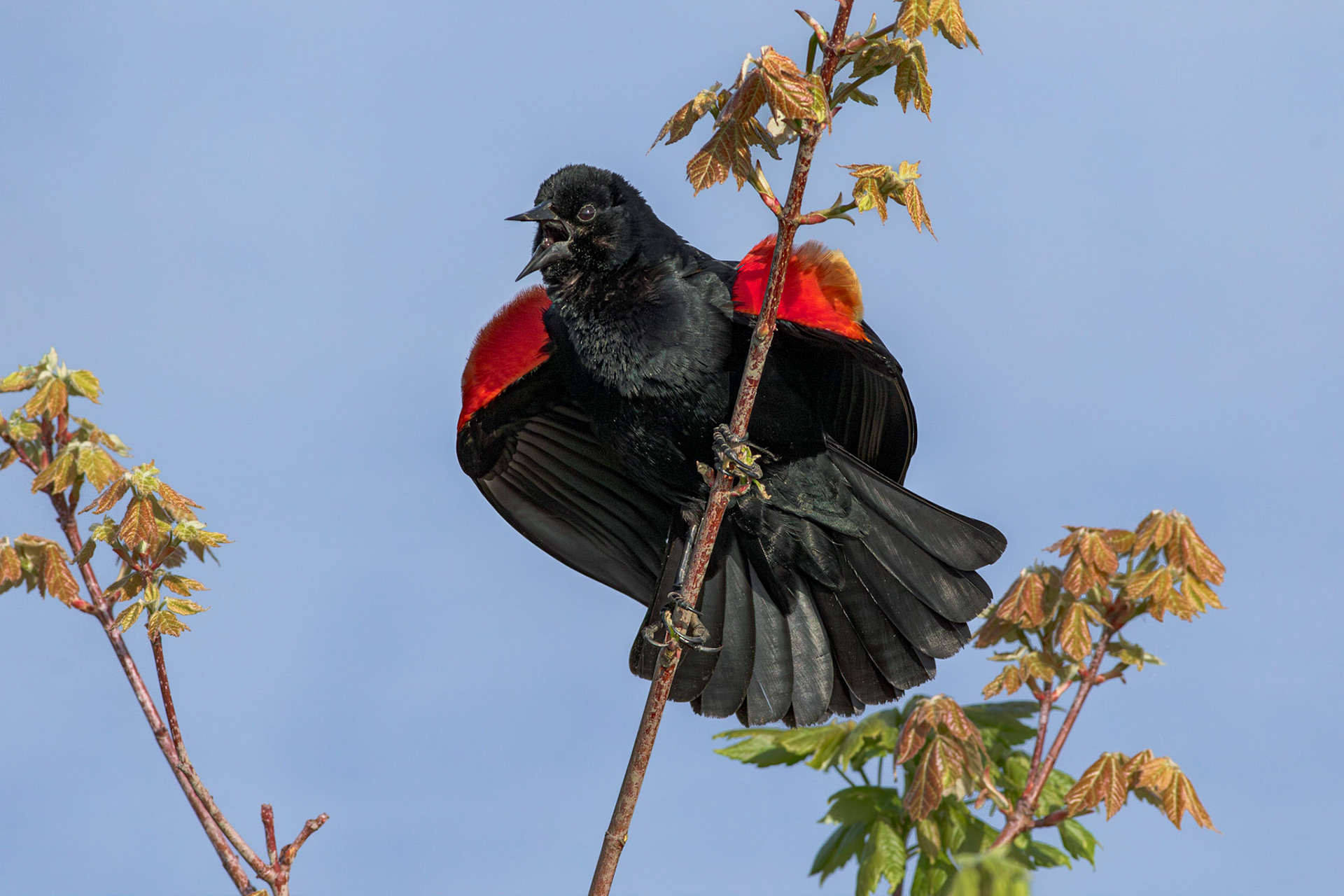 Red Winged Blackbird 3, Carl Bazemore Platform, Sunset Beach