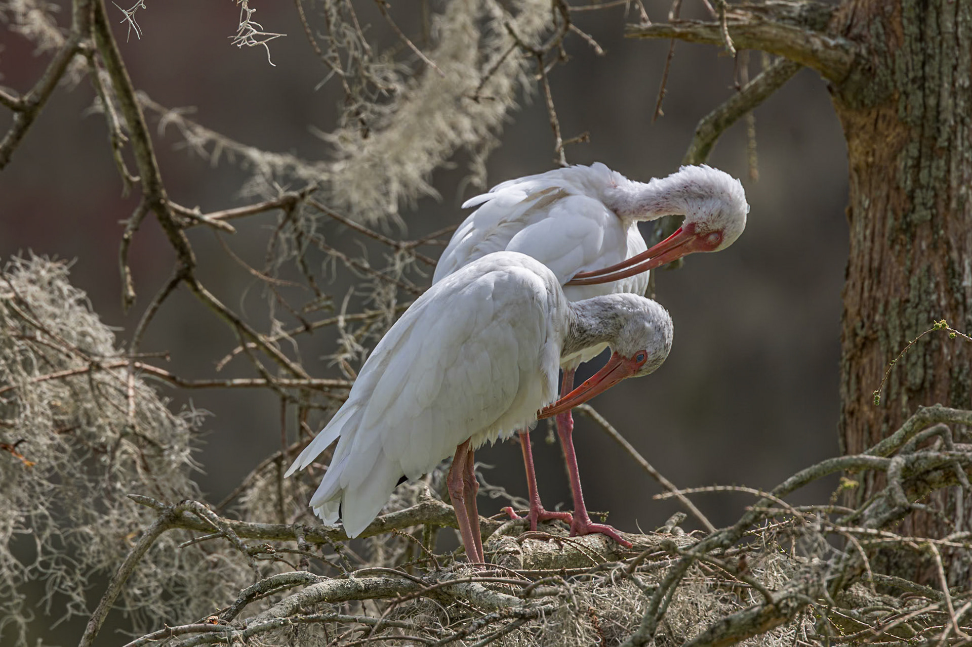 White ibis 4, Magnolia Plantation Audubon Swamp Garden