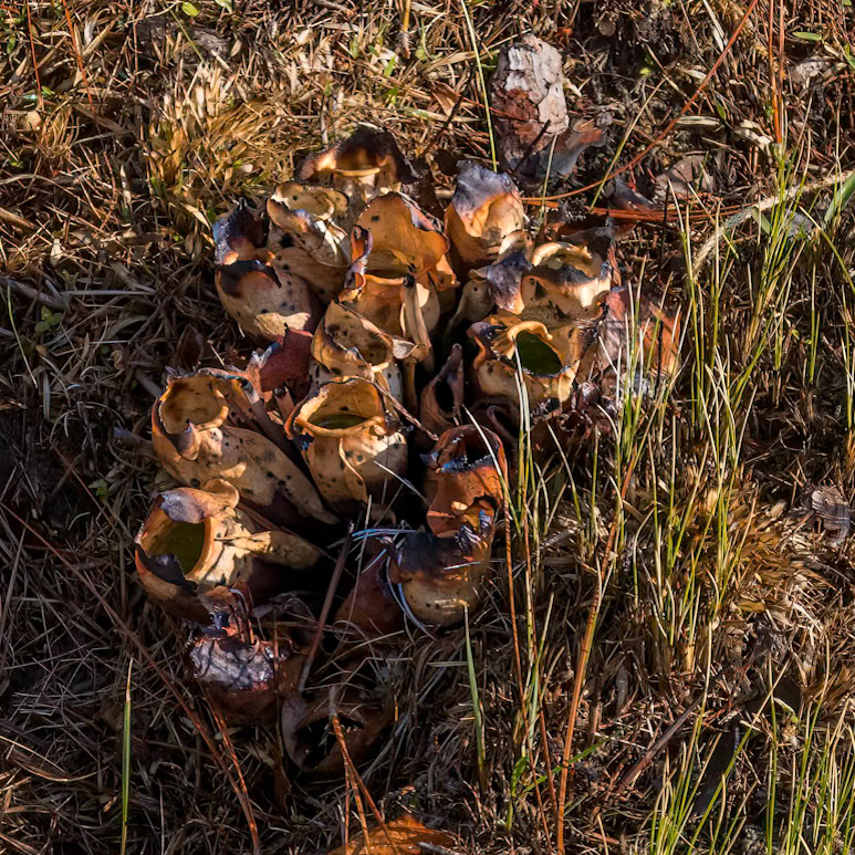 Purple pitcher plant 7, Green Swamp Preserve