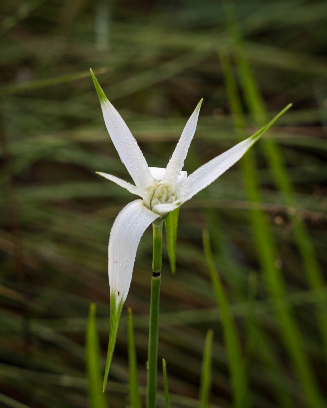 White sedge 3, Green Swamp PReserve