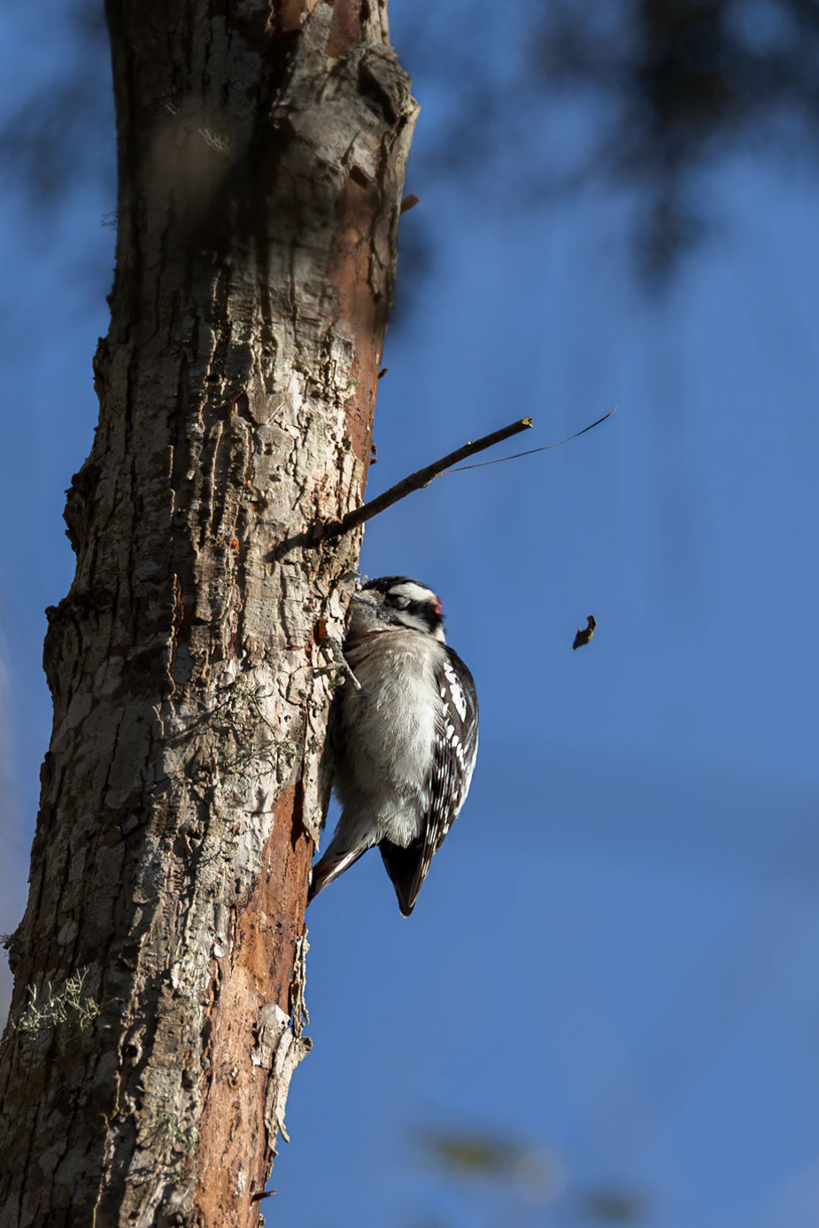 Downy woodpecker 6, Huntington Beach State Park, SC, Huntington Beach State Park, SC